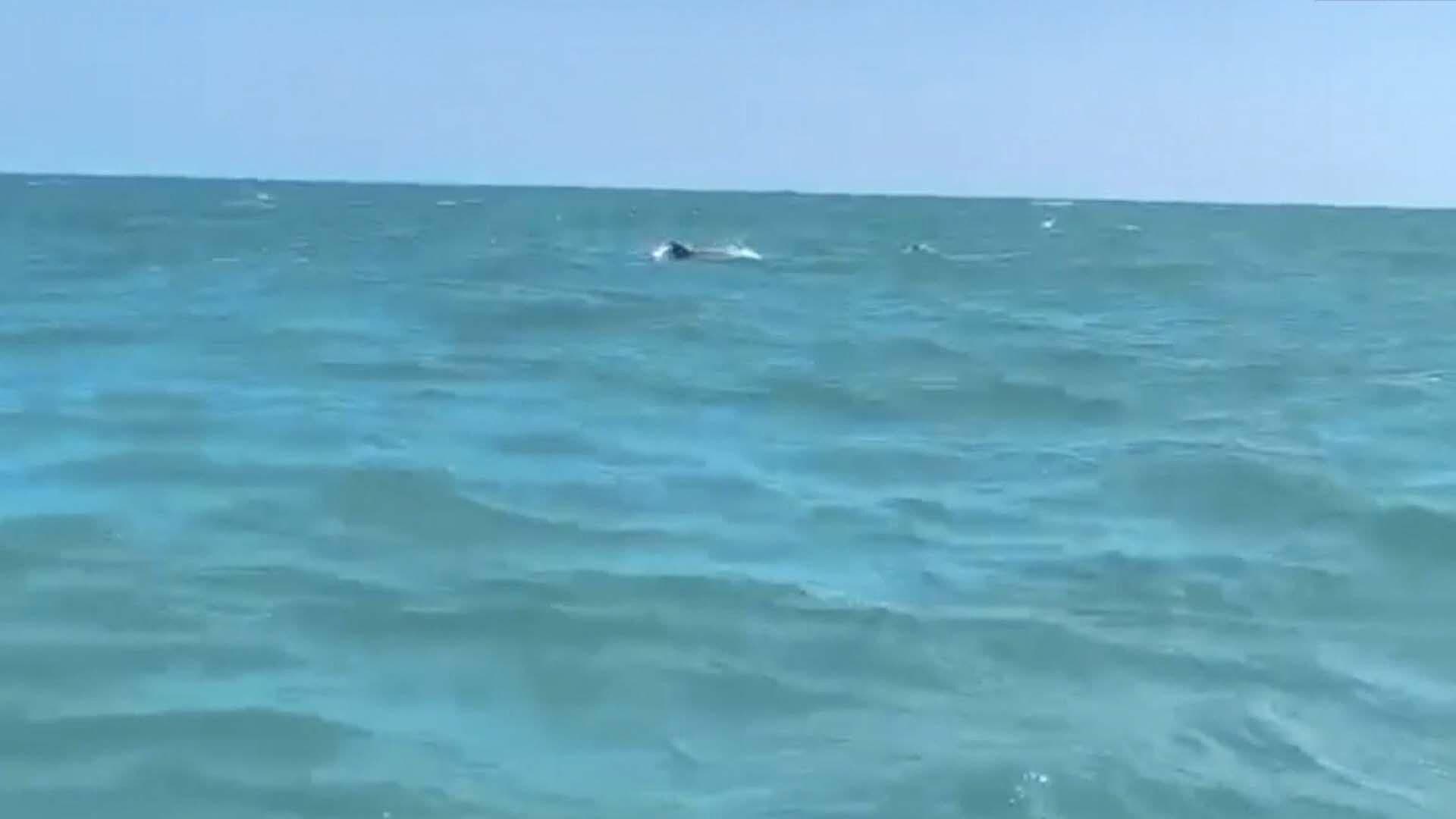 Video: Captan la Presencia de Delfines y sus Crías en Playa Bagdad