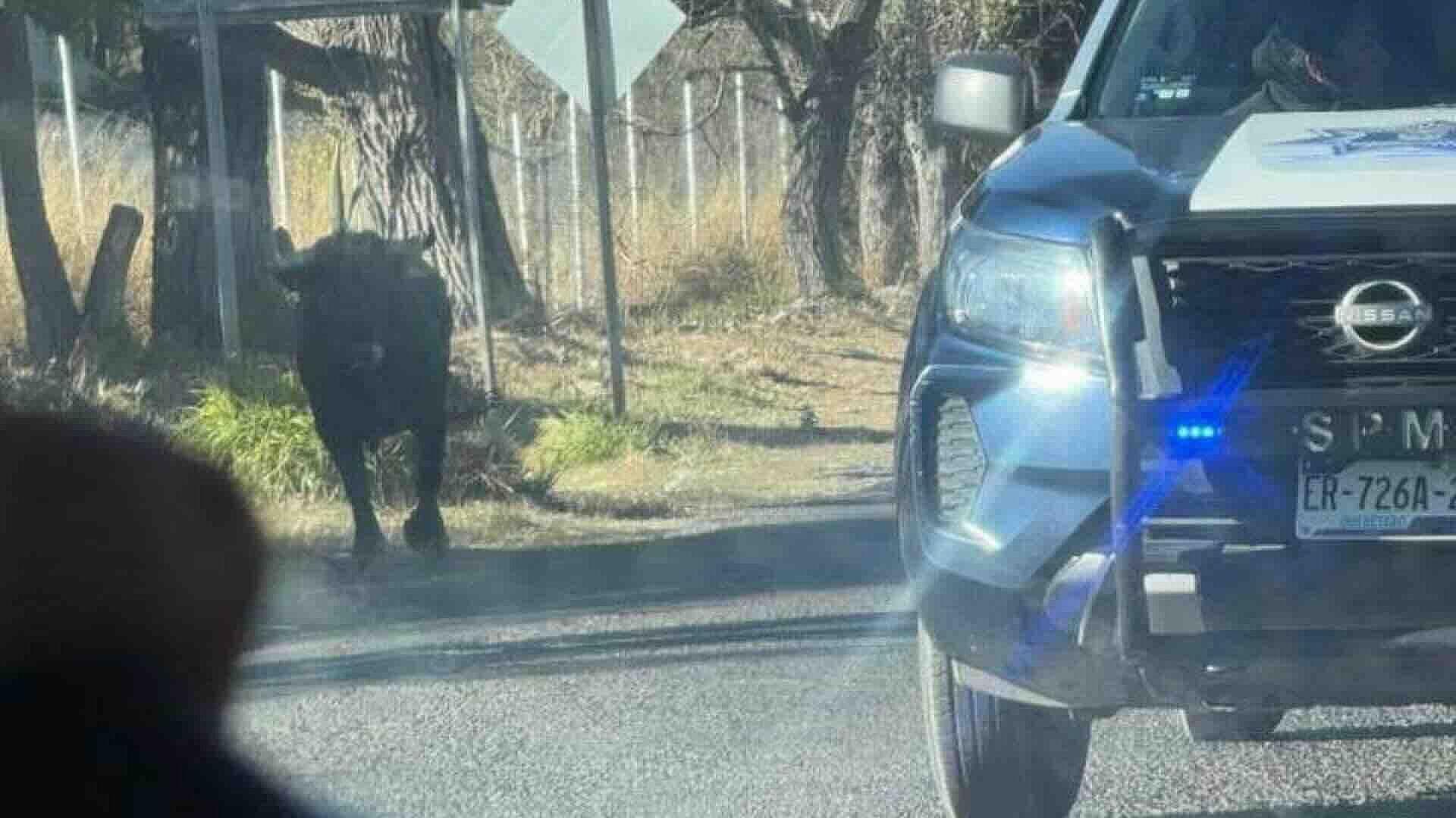 Toro Desata Pánico en Centro de Pedro Escobedo, Querétaro; Seis Lesionados
