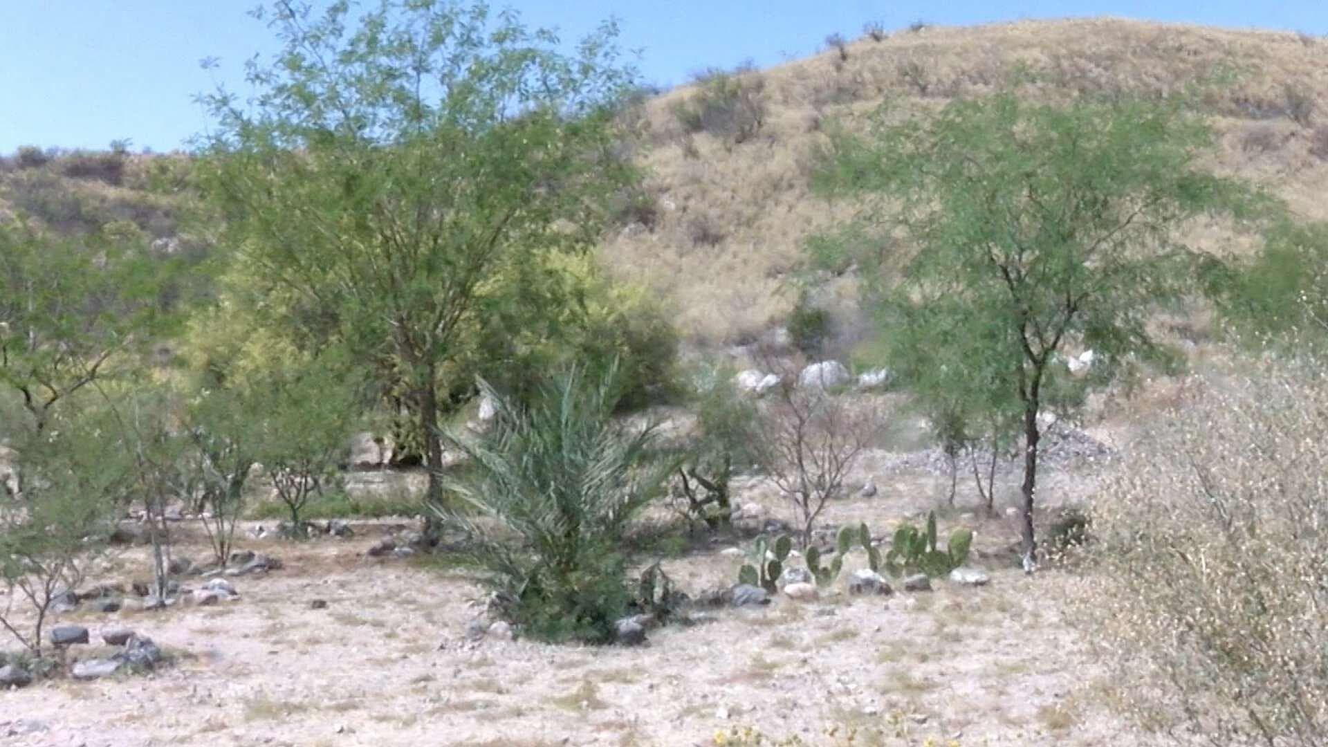 Invitan a Jornadas "Salvemos los Sahuaros" en el Cerro Johnson de Hermosillo