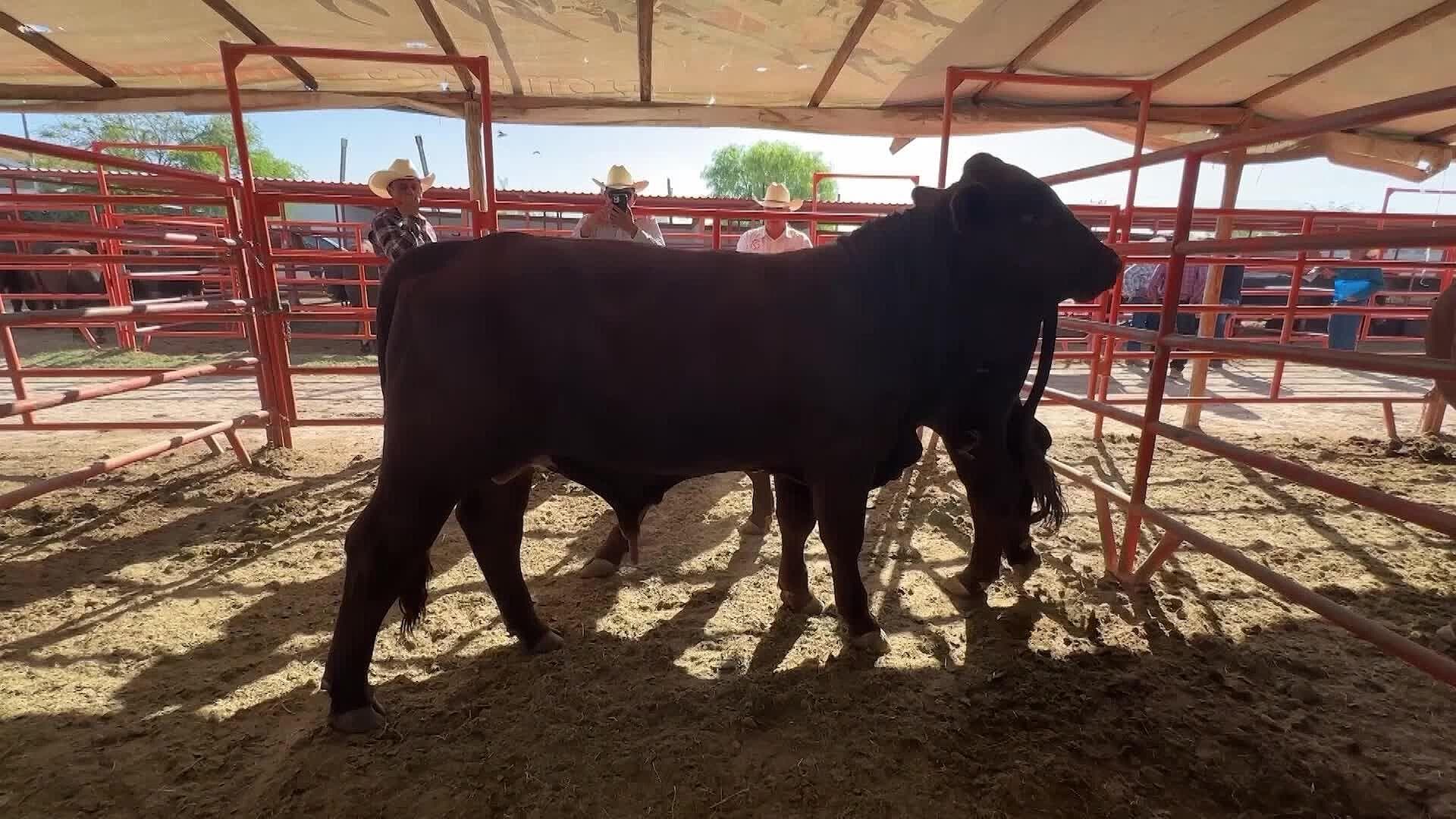 Activan Cerco Sanitario por Casos de Gusano Barrenador en la Huasteca Potosina