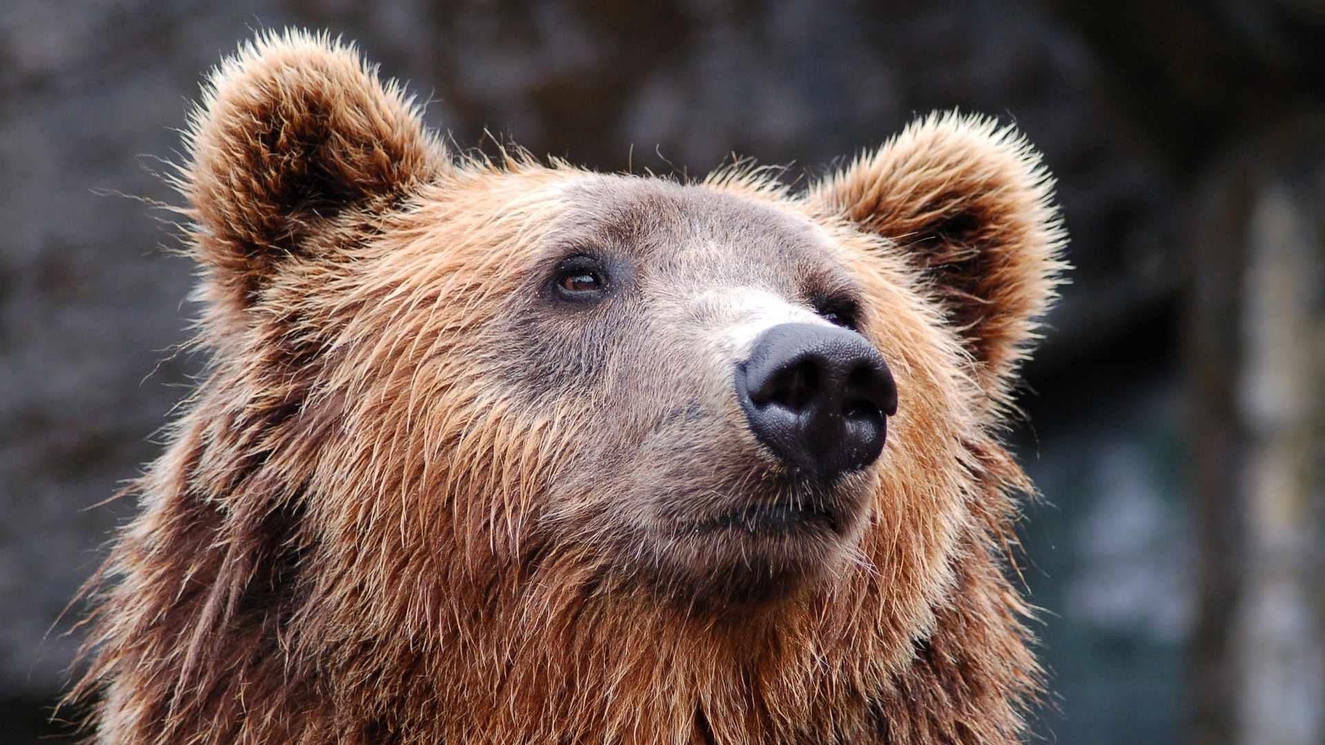 Video: Captan a Oso Pardo Corriendo por Calles de Eslovaquia; Hay 5 Lesionados