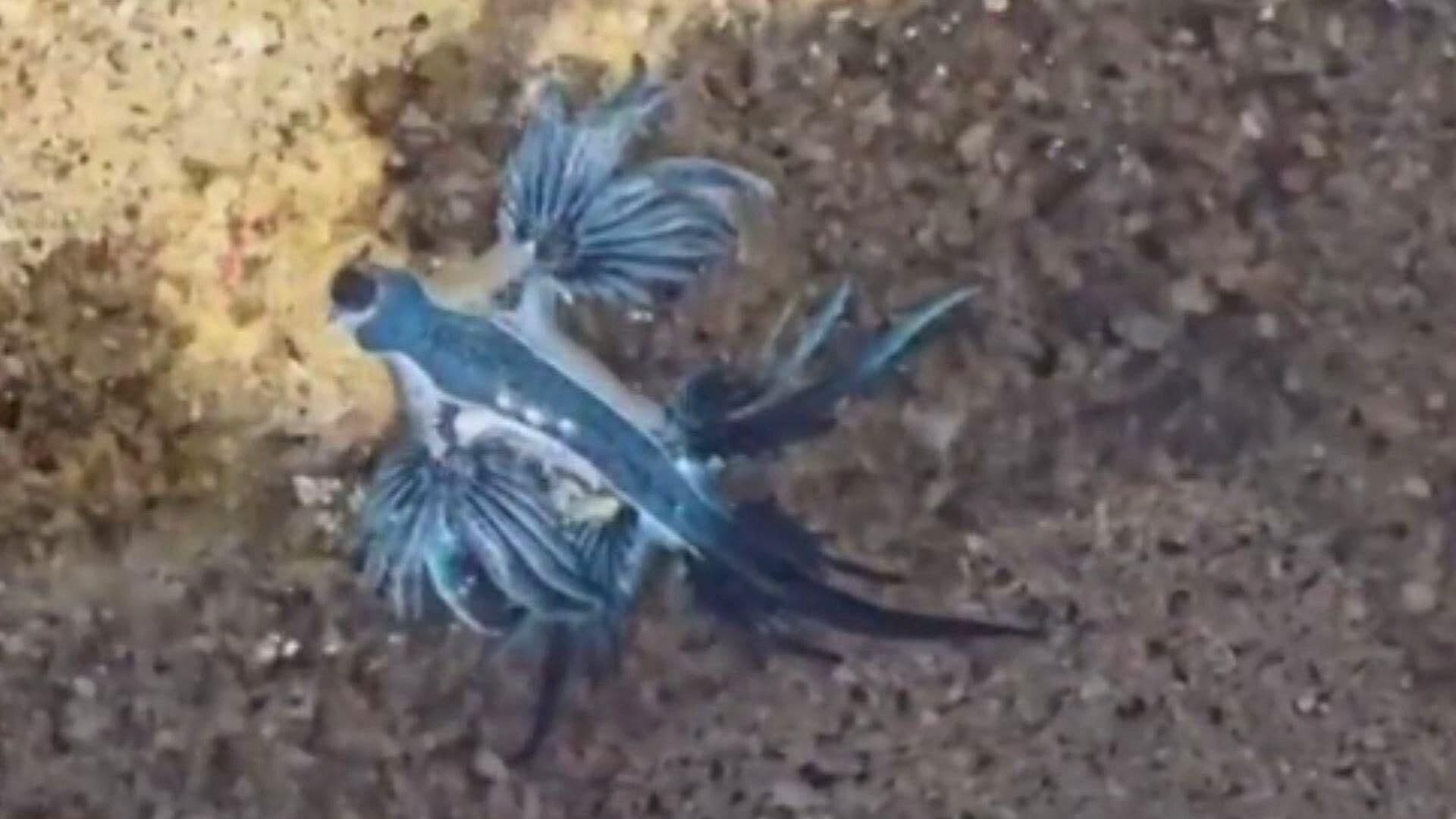 VIDEO: Alerta en Manzanillo: Qué es el Dragón Azul y por qué Apareció en las Playas de Colima