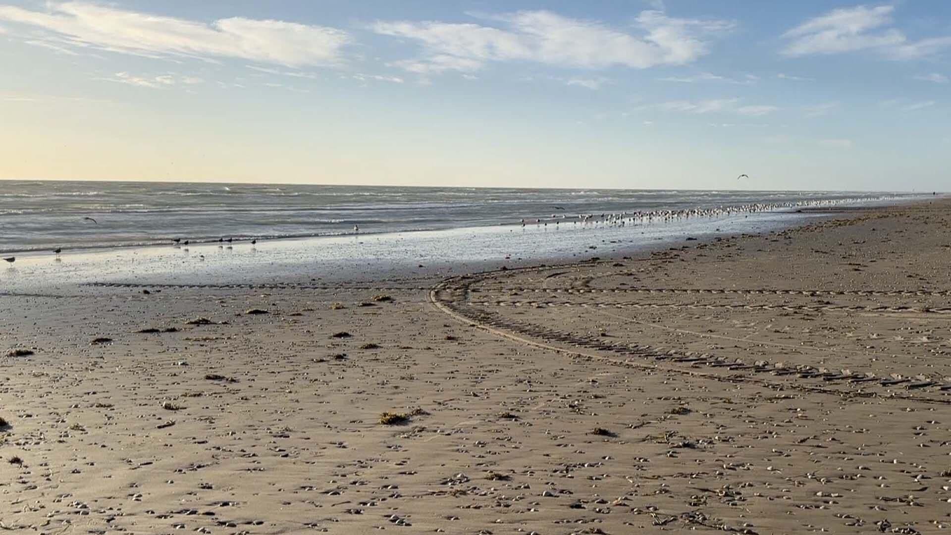 Suman Más de 100 Delfines Muertos en Playa Bagdad Durante 2025, Denuncian Ambientalistas