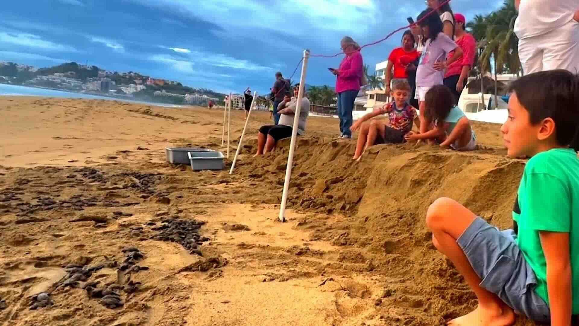 Manzanillo: Liberan 53 Mil Crías de Tortugas Golfinas, Laúd y Prieta en Playa Salagua
