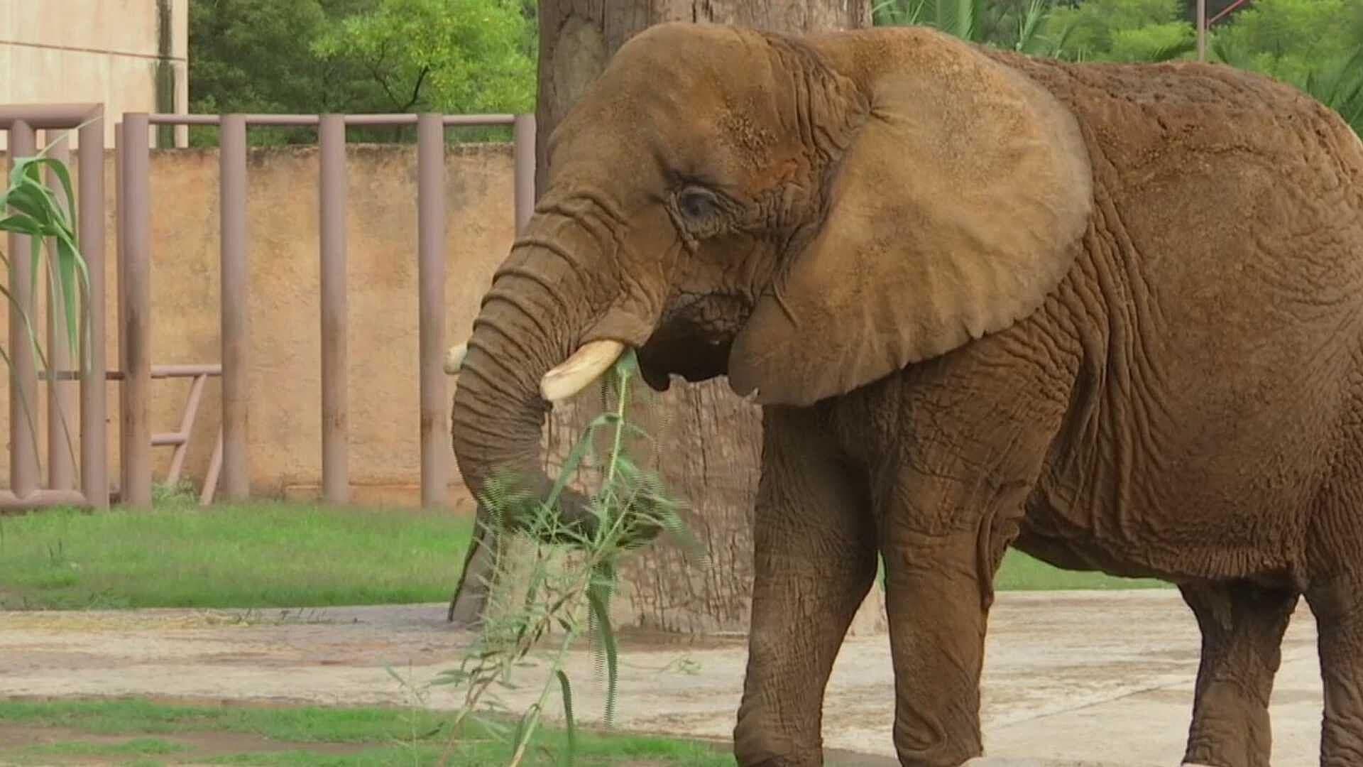 Tras Pasar 8 Años Amarrada, la Elefanta Annie Llega al Zoológico de Aragón