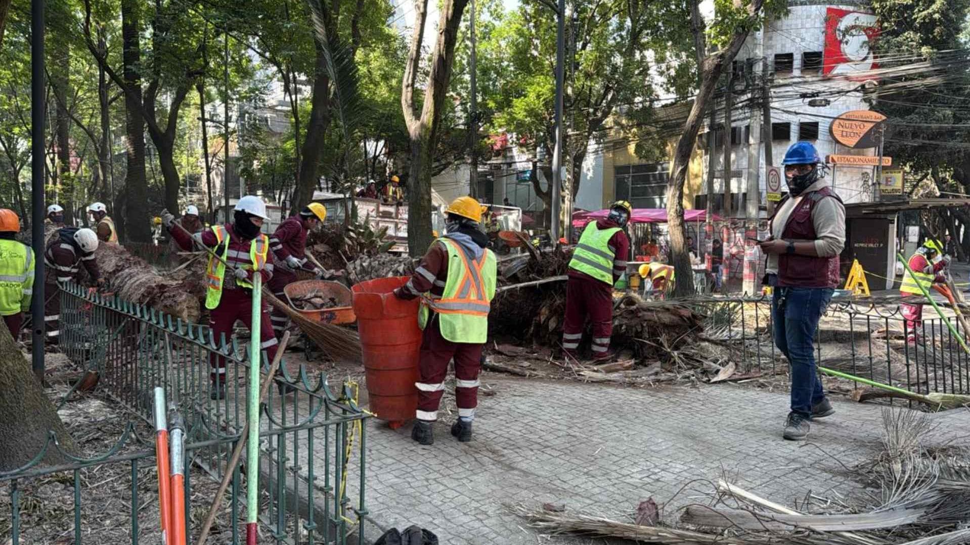Retiran Palmeras Enfermas en la Col. Hipódromo en la Ciudad de México