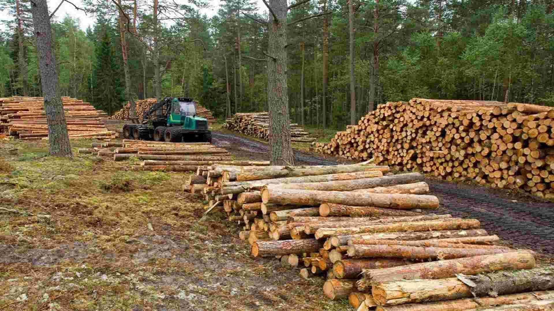 Comuneros de Ocuilan Enfrentan la Tala Ilegal de Bosques del Valle de México