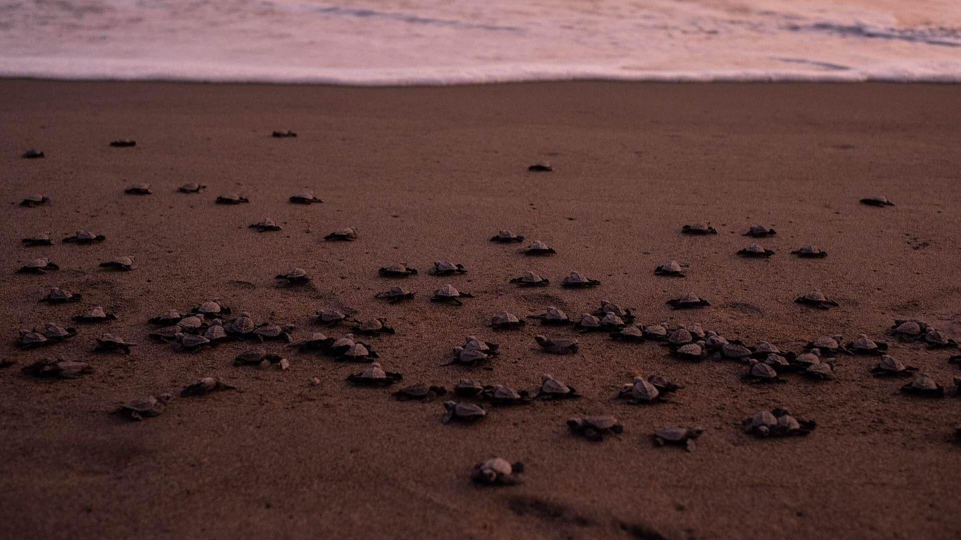 Colima: Así es la Liberación de Tortugas Marinas en Manzanillo