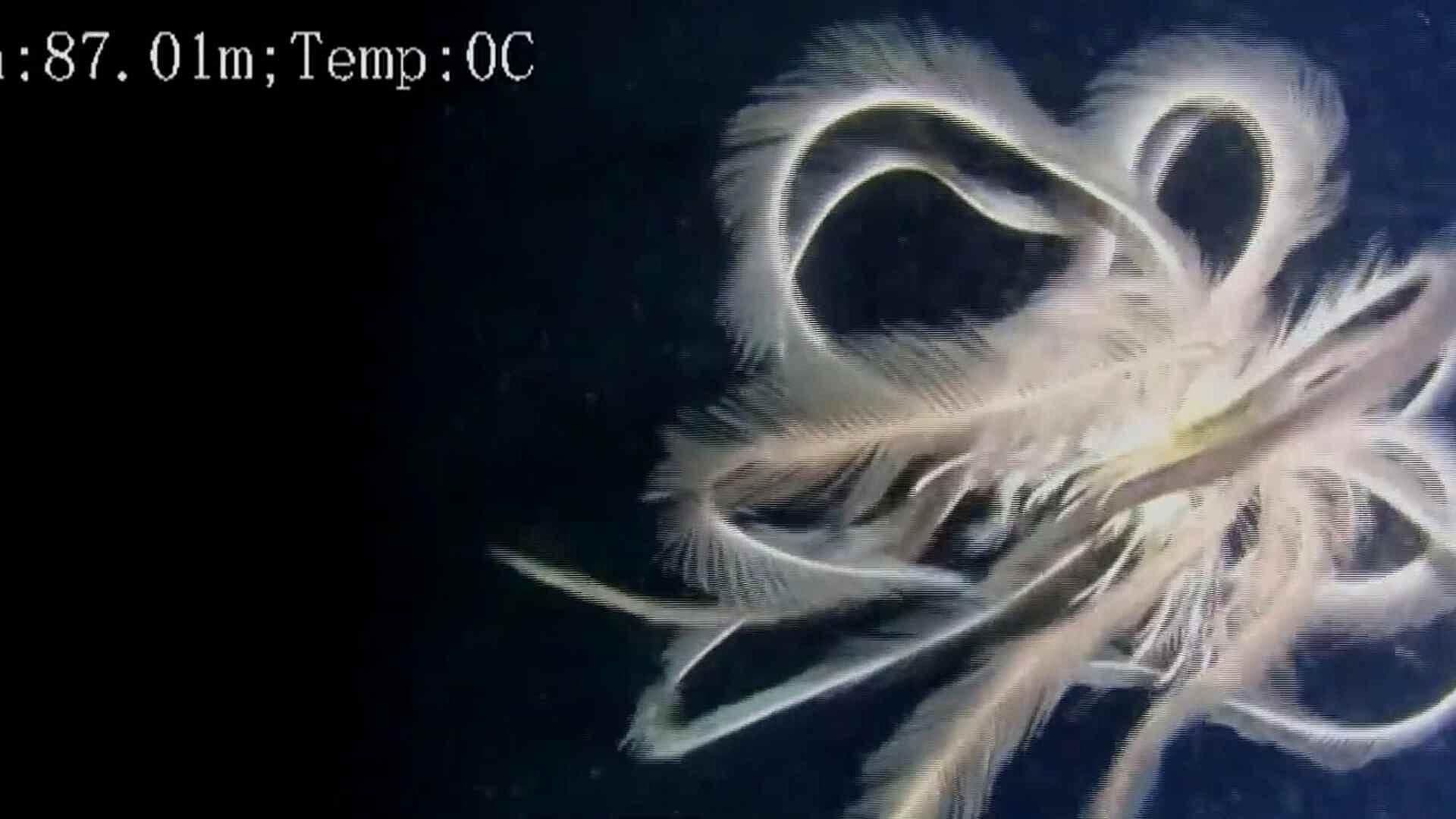 Descubren Especie Rara de Lirios Marinos en la Antártida