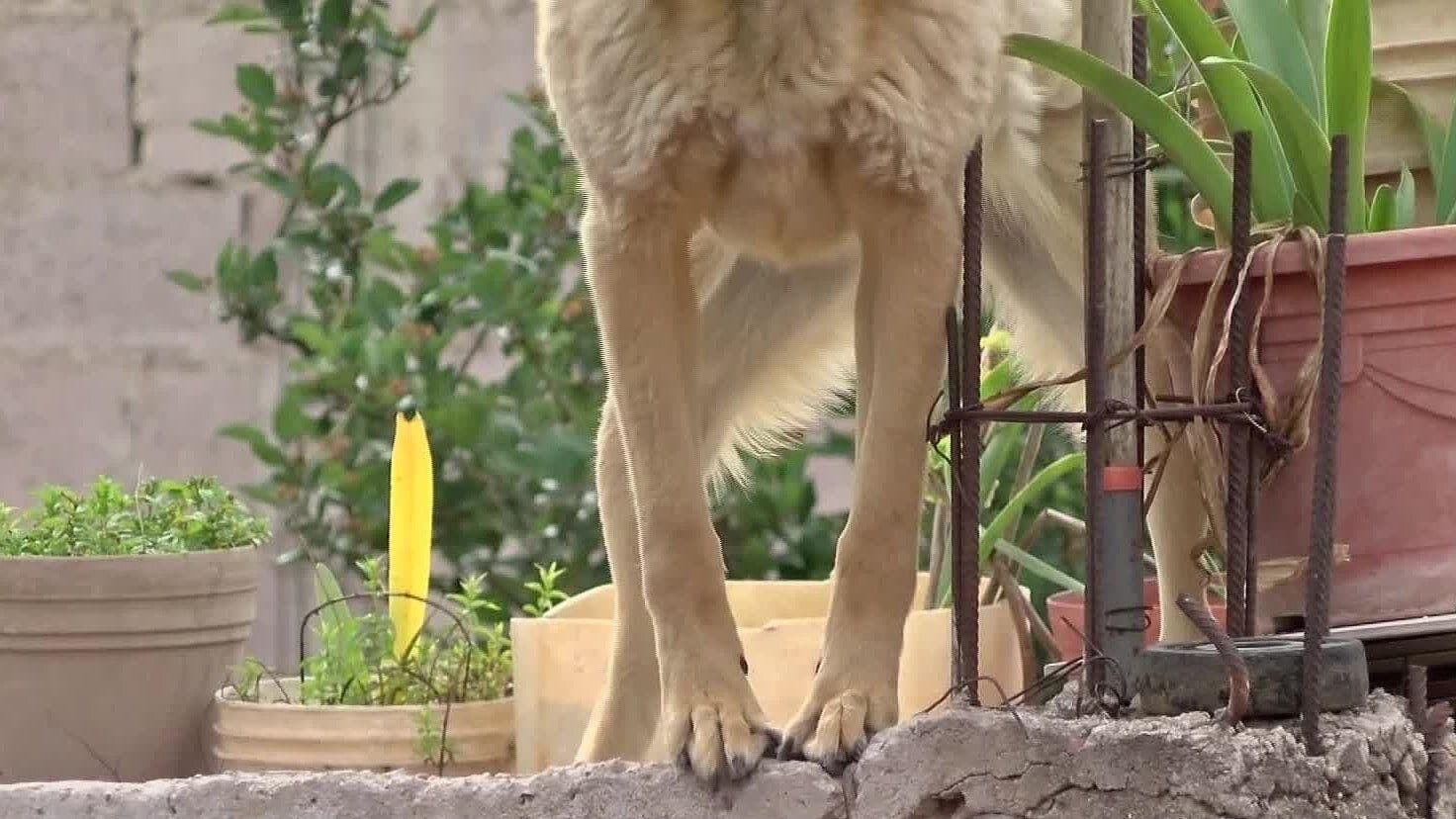 Habrá Multas de Hasta Mil 800 Pesos a Quien Tenga Mascotas en Azoteas de Fresnillo, Zacatecas