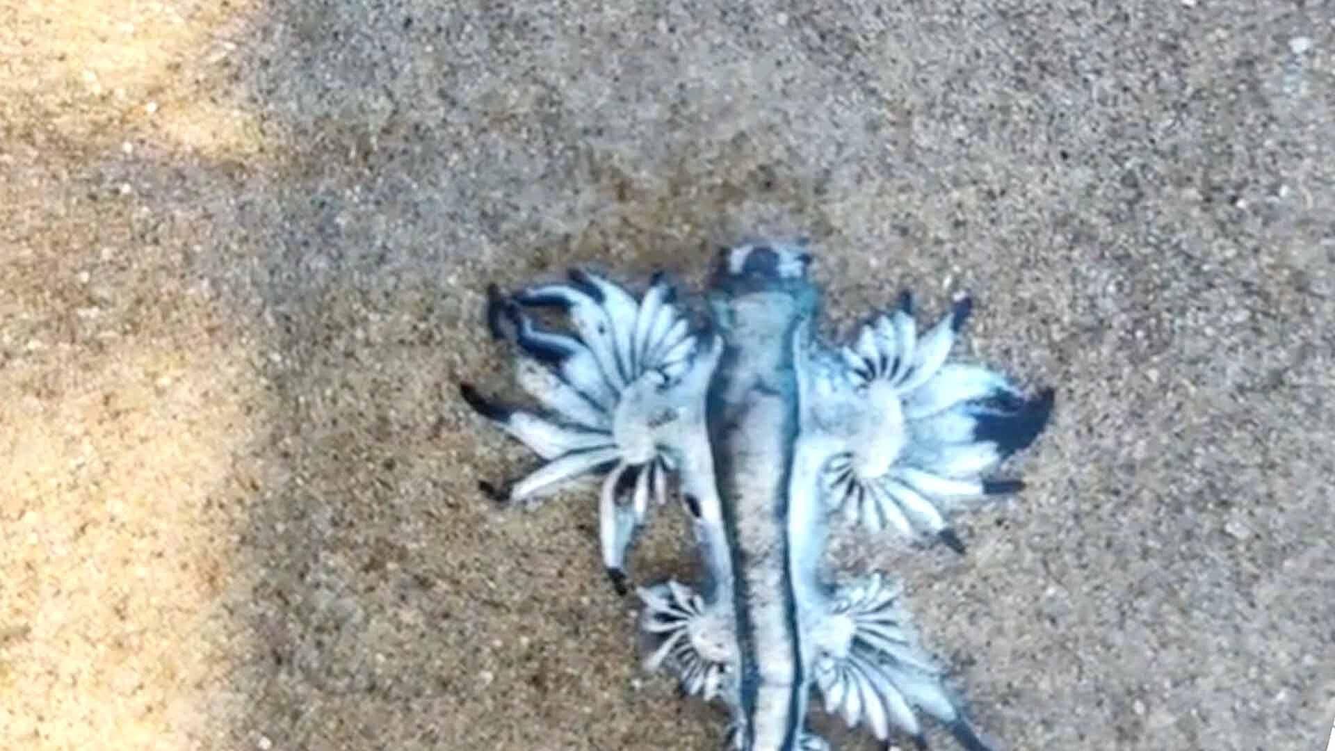 Reportan Presencia del Dragón Azul en Playa Mezquital