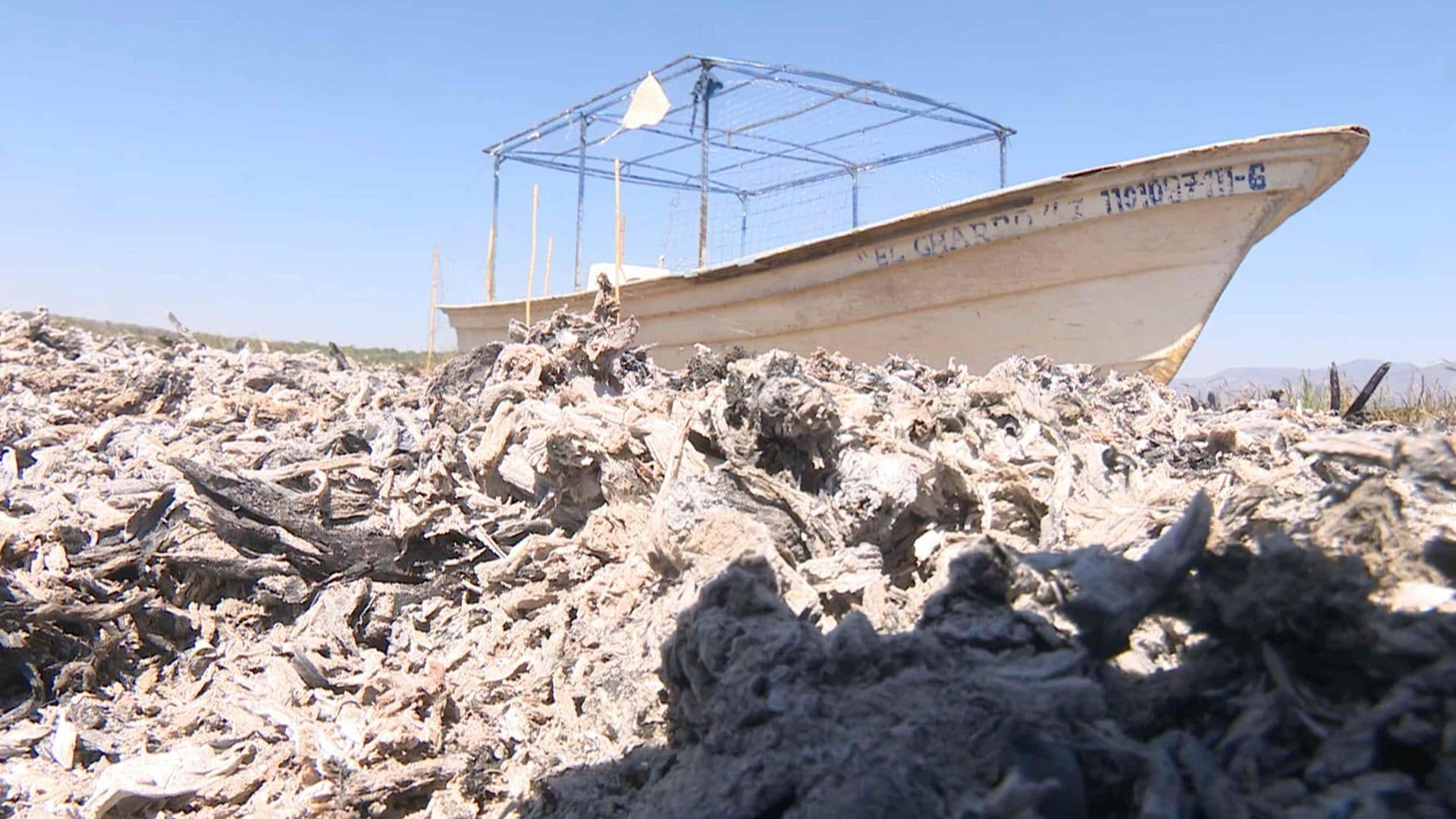 Incendio Consume Más de 70 Hectáreas de Lirio en la Laguna de Yuriria