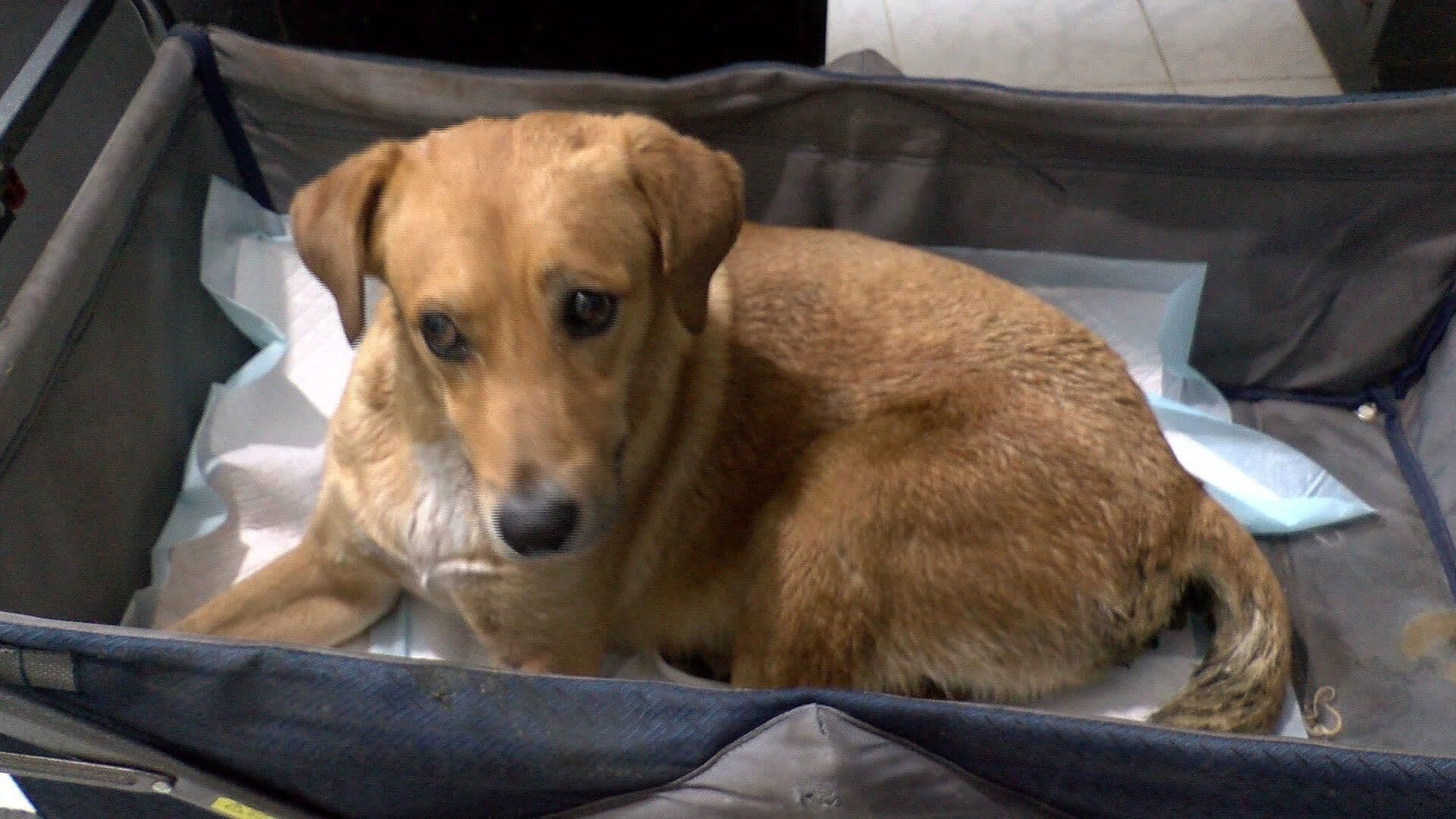 Solicitan Apoyo para "Ricardito", Perrito Atropellado y Abandonado en Colonia Lomas de Madrid