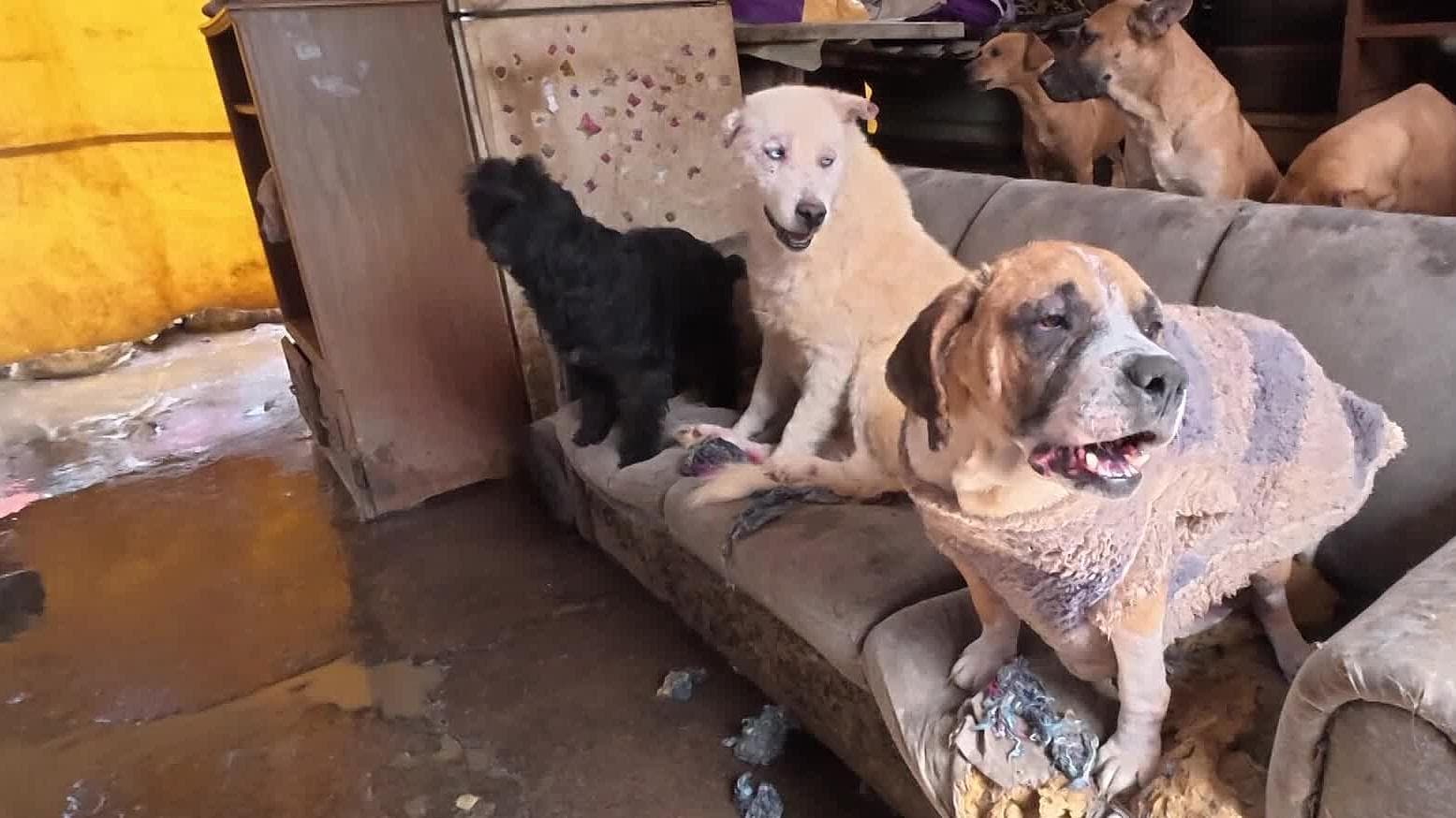 Colapso de Drenaje Afecta a Perros y Gatos en Albergue de Jesús María, Aguascalientes