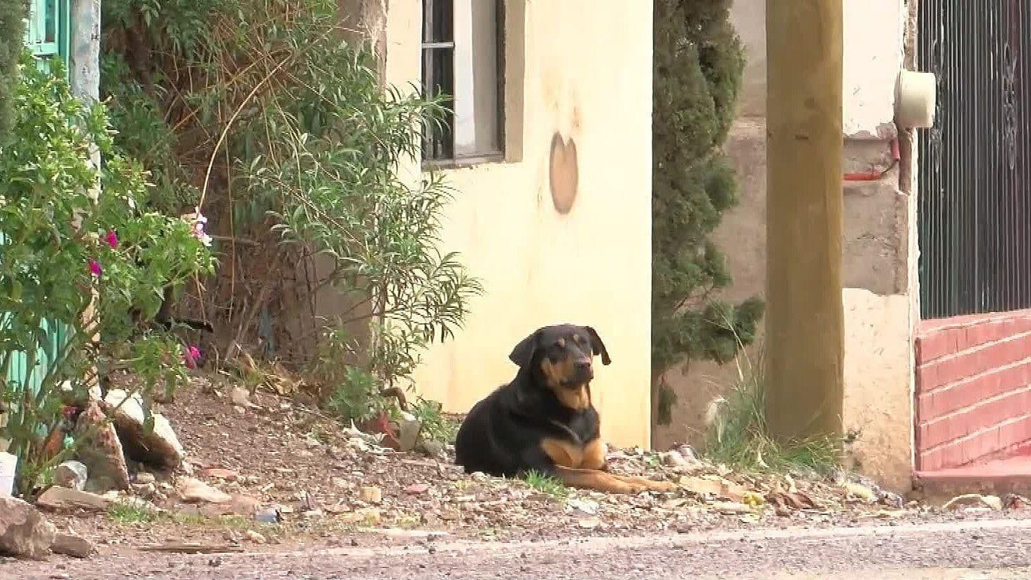 Perro Ataca a Niña de 7 Años en Fresnillo, Zacatecas; Esto se Sabe