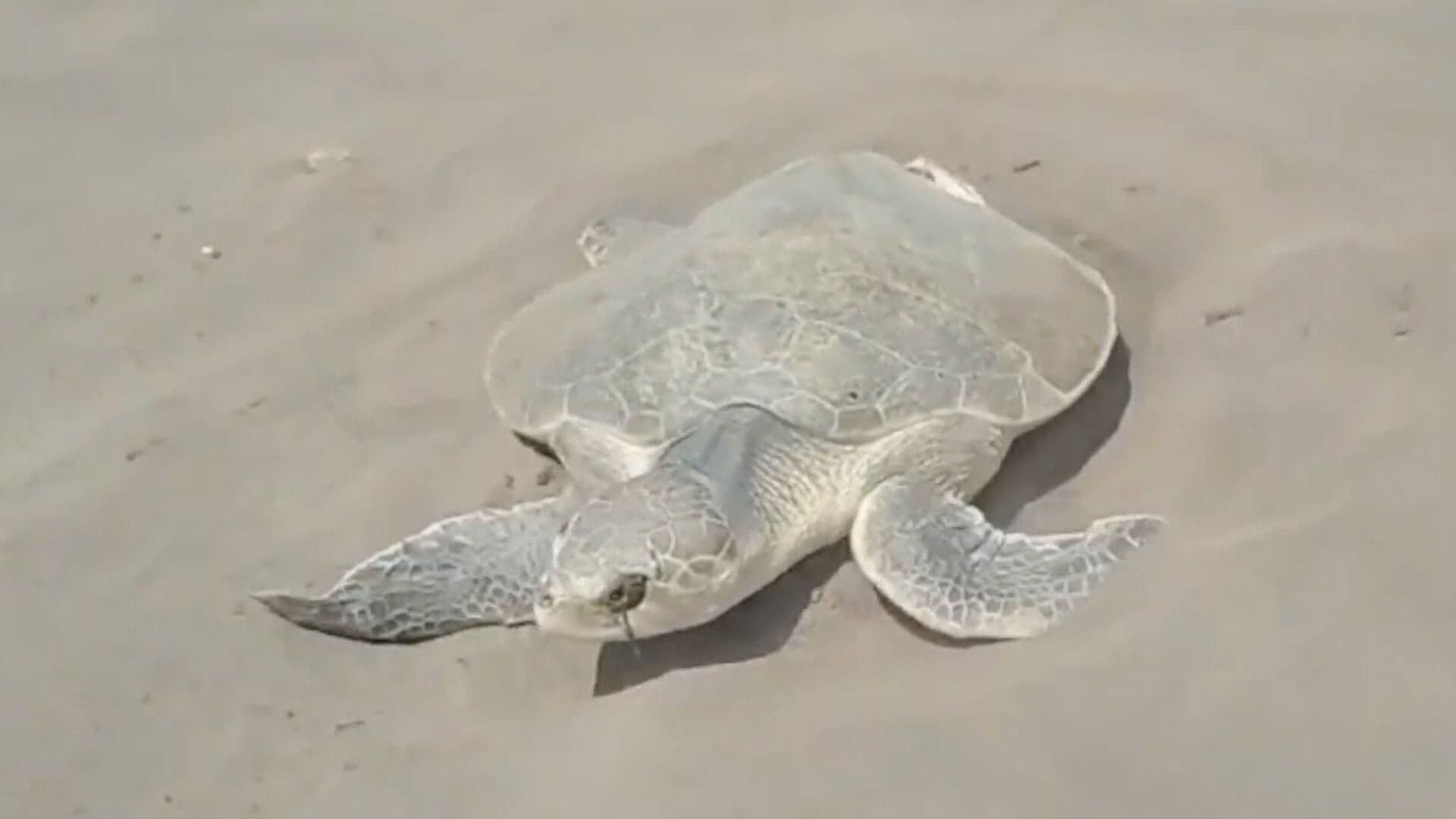 Primera Tortuga Lora Desova en Playa de Chachalacas