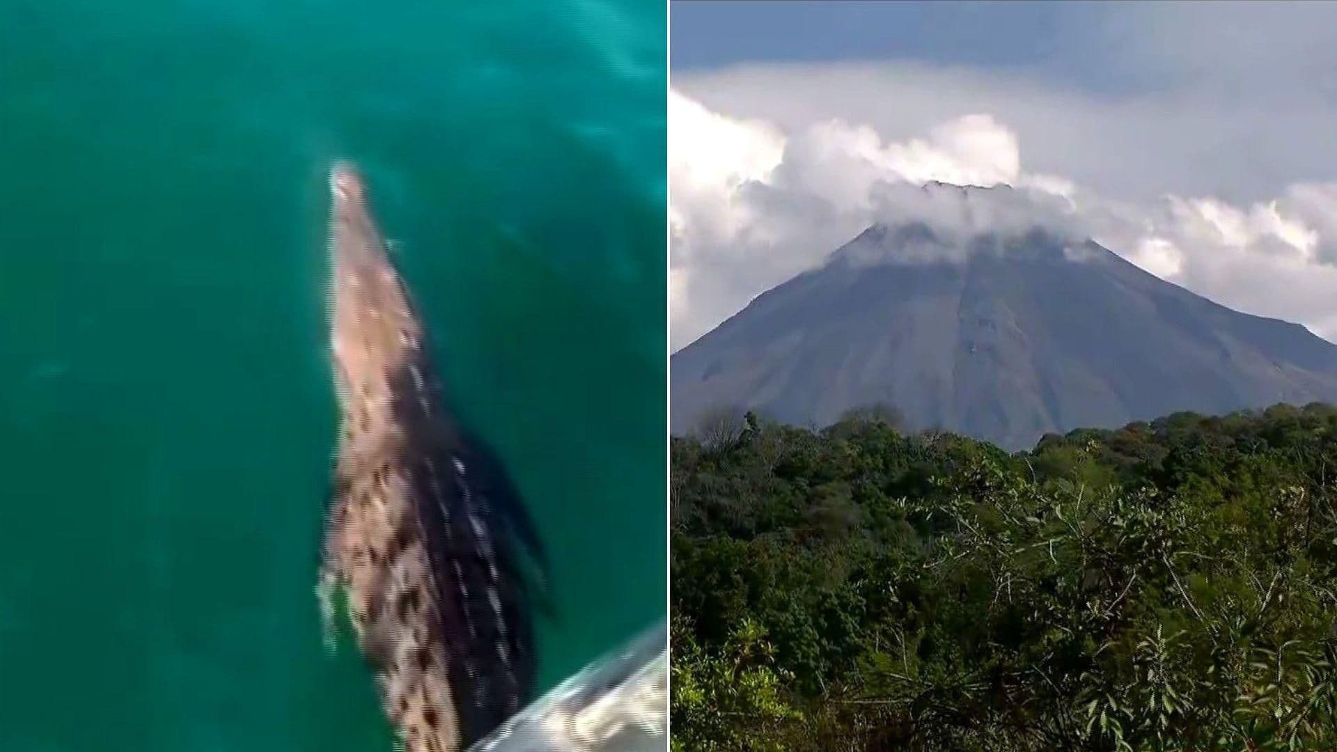 Emiten Alerta por Cocodrilo en Manzanillo y Nevado y Volcán de Fuego de Colima Registran Nieve