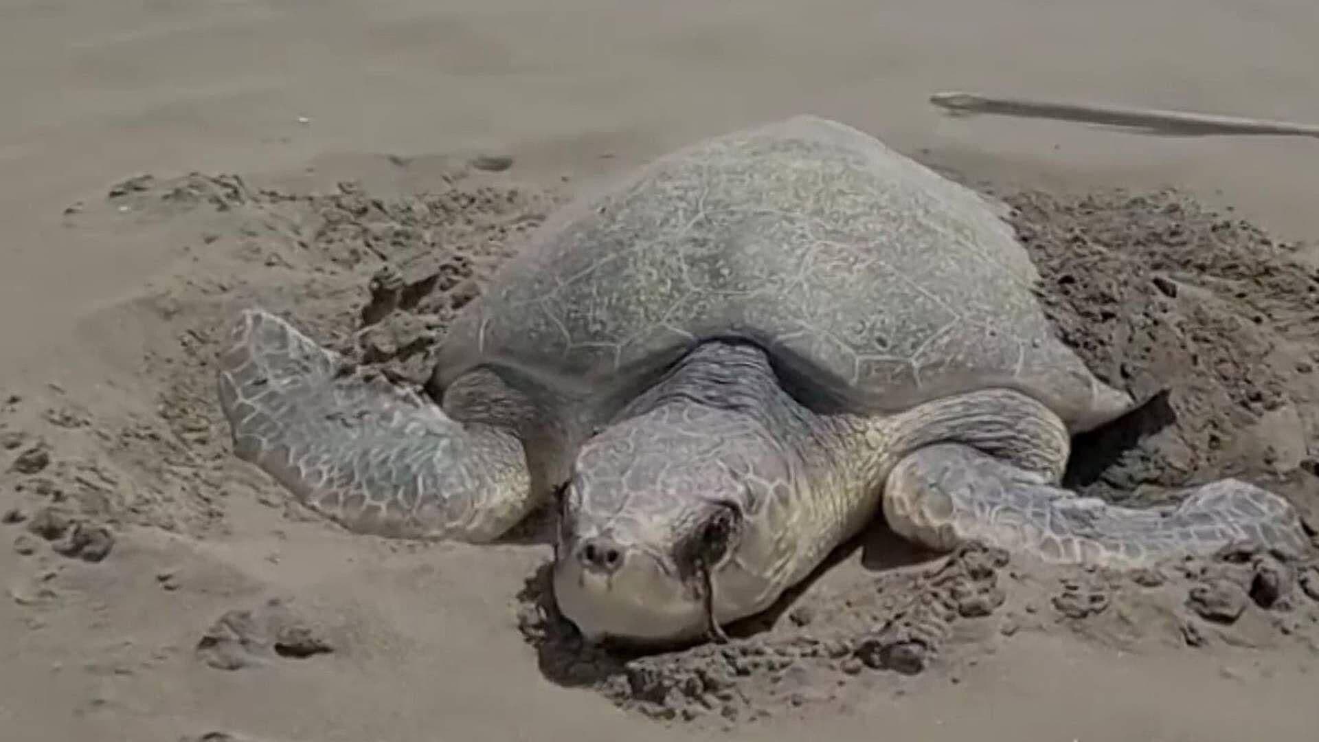 Captan a la Primera Tortuga Lora de la Temporada Desovando en Playa Chachalacas, Veracruz