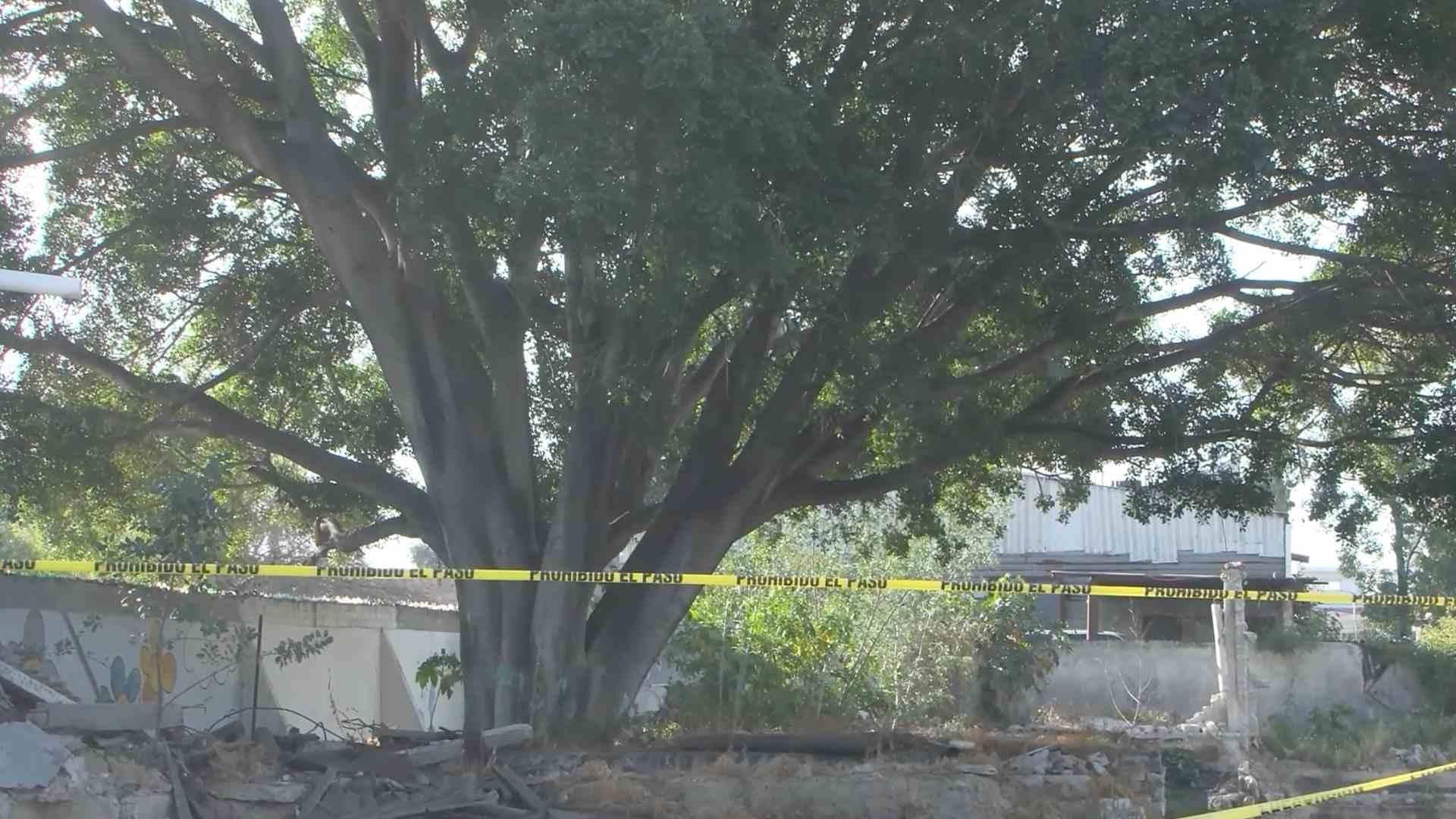 Vecinos Exigen Protección para Antiguo Árbol en Santa Mónica, Querétaro