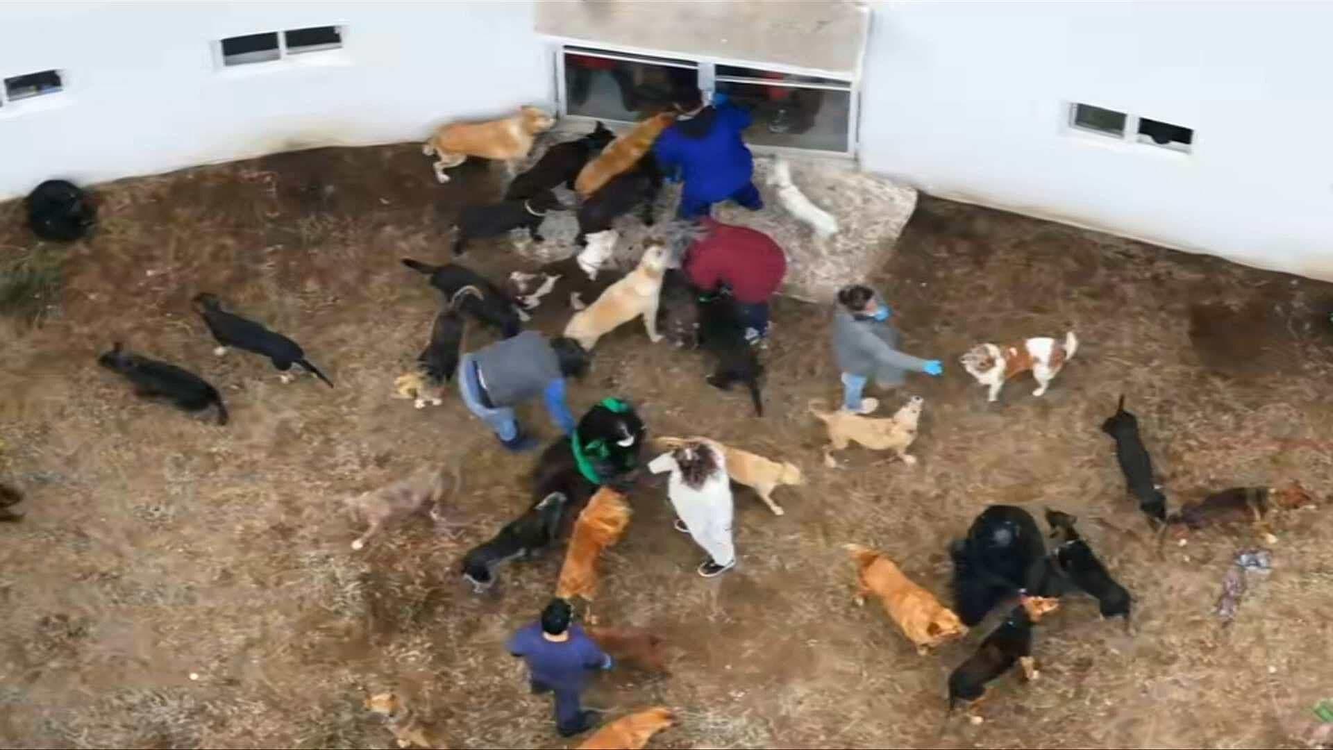 Trabajadores del Refugio Franciscano Verifican Condiciones de Perritos Reubicados en Albergue del Ajusco