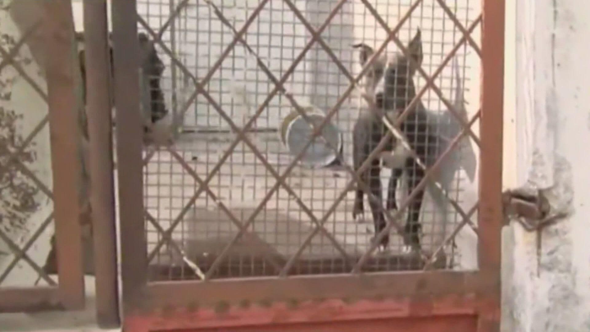Abandonan a Perritos en Vivienda de la Colonia Valle de Santa Elena en Zuazua, Nuevo León