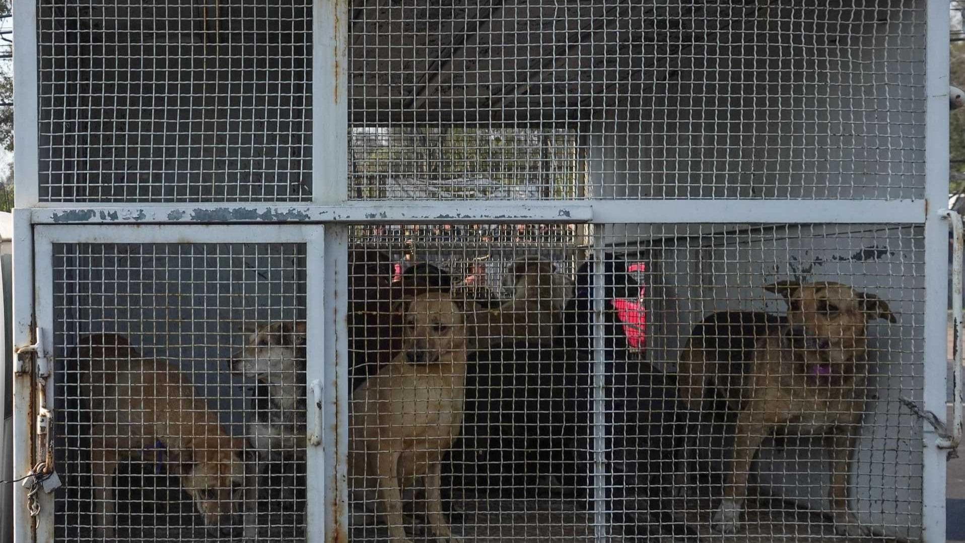 Encerrados, Perros Desalojados del Albergue Franciscano en Refugio de la GAM
