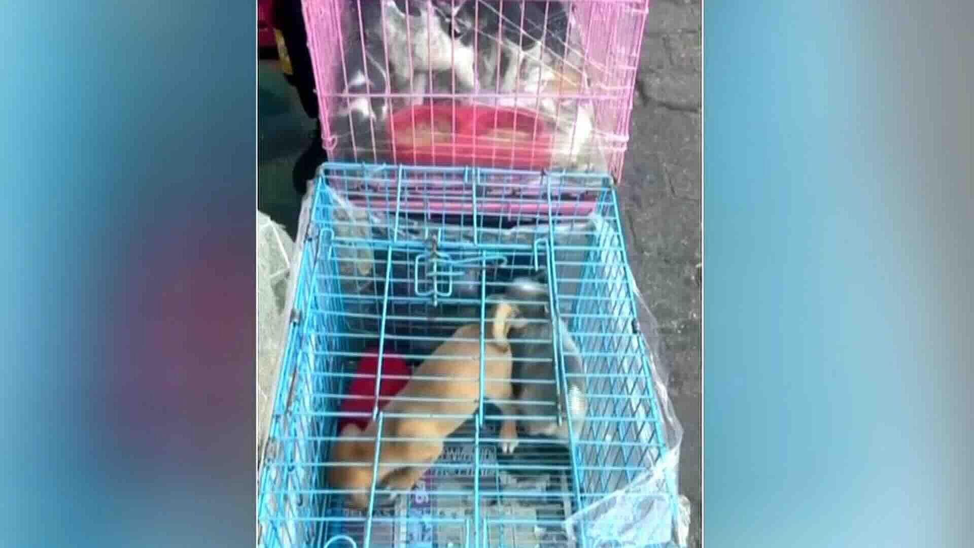 Continúa Venta de Animales Hacinados en Mercado de Mixhuca Pese a Prohibición en CDMX
