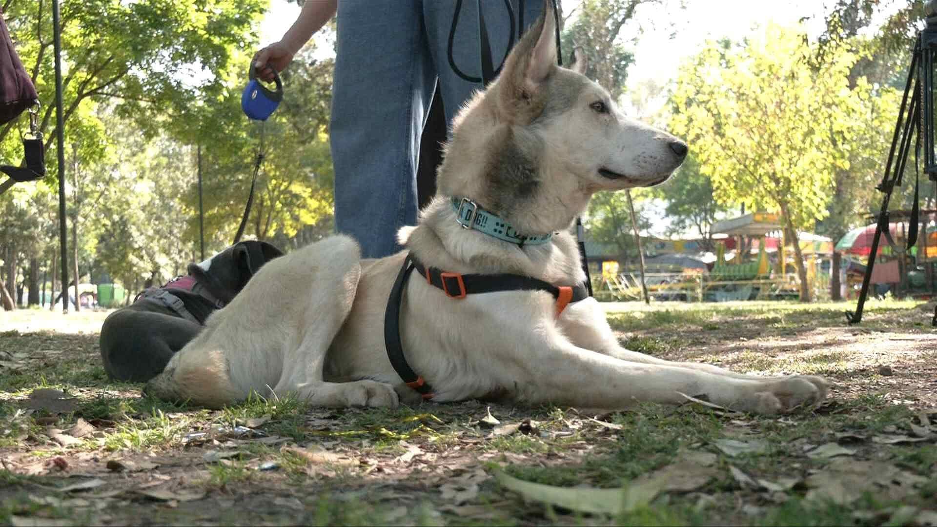 Perritos Peregrinos Rescatados en la Basílica de Guadalupe; ¿Cuándo y Dónde Podrán Adoptarse?