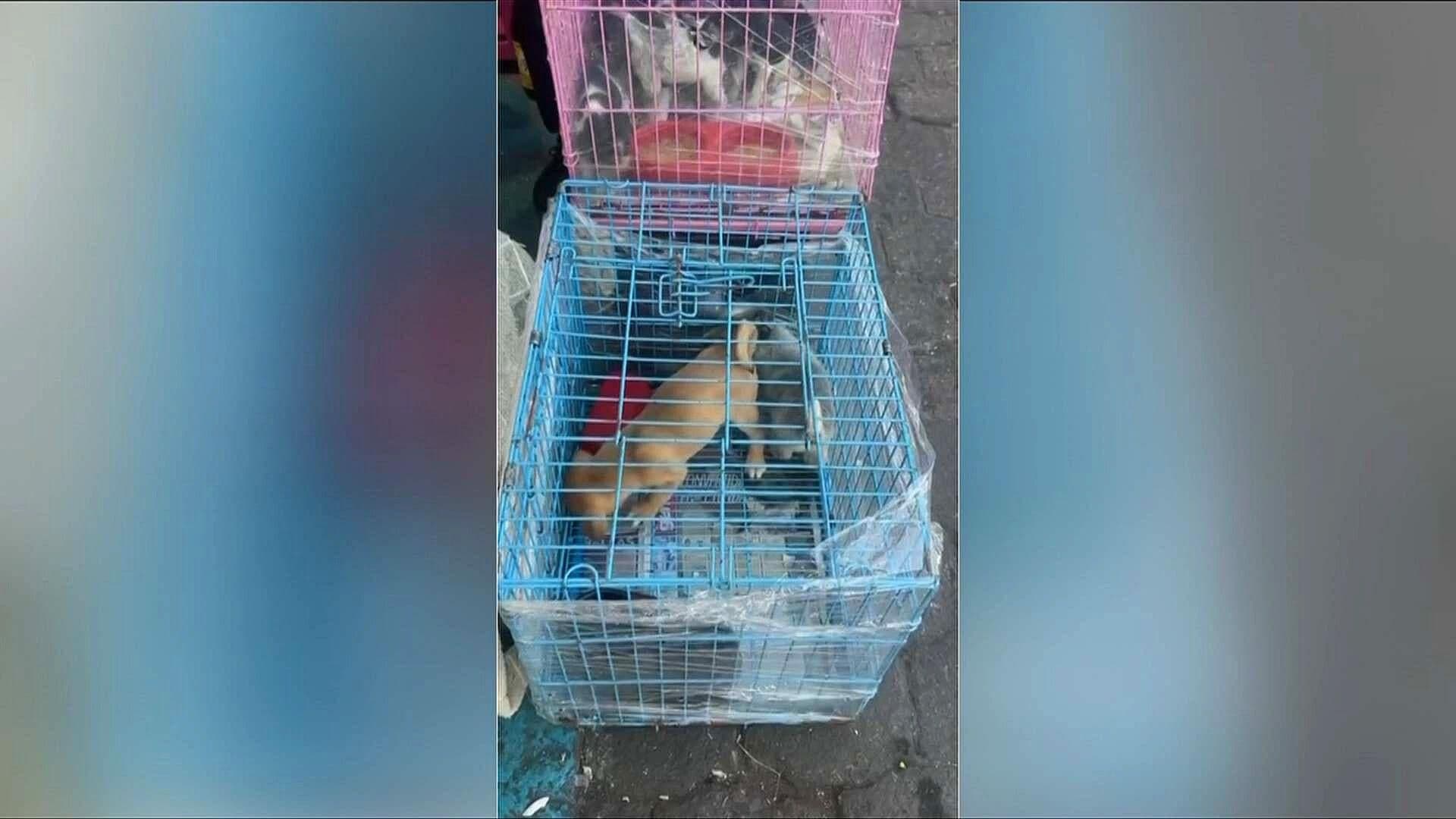 Denuncian Venta de Animales Vivos en el Mercado de Mixiuhca Pese a Prohibición