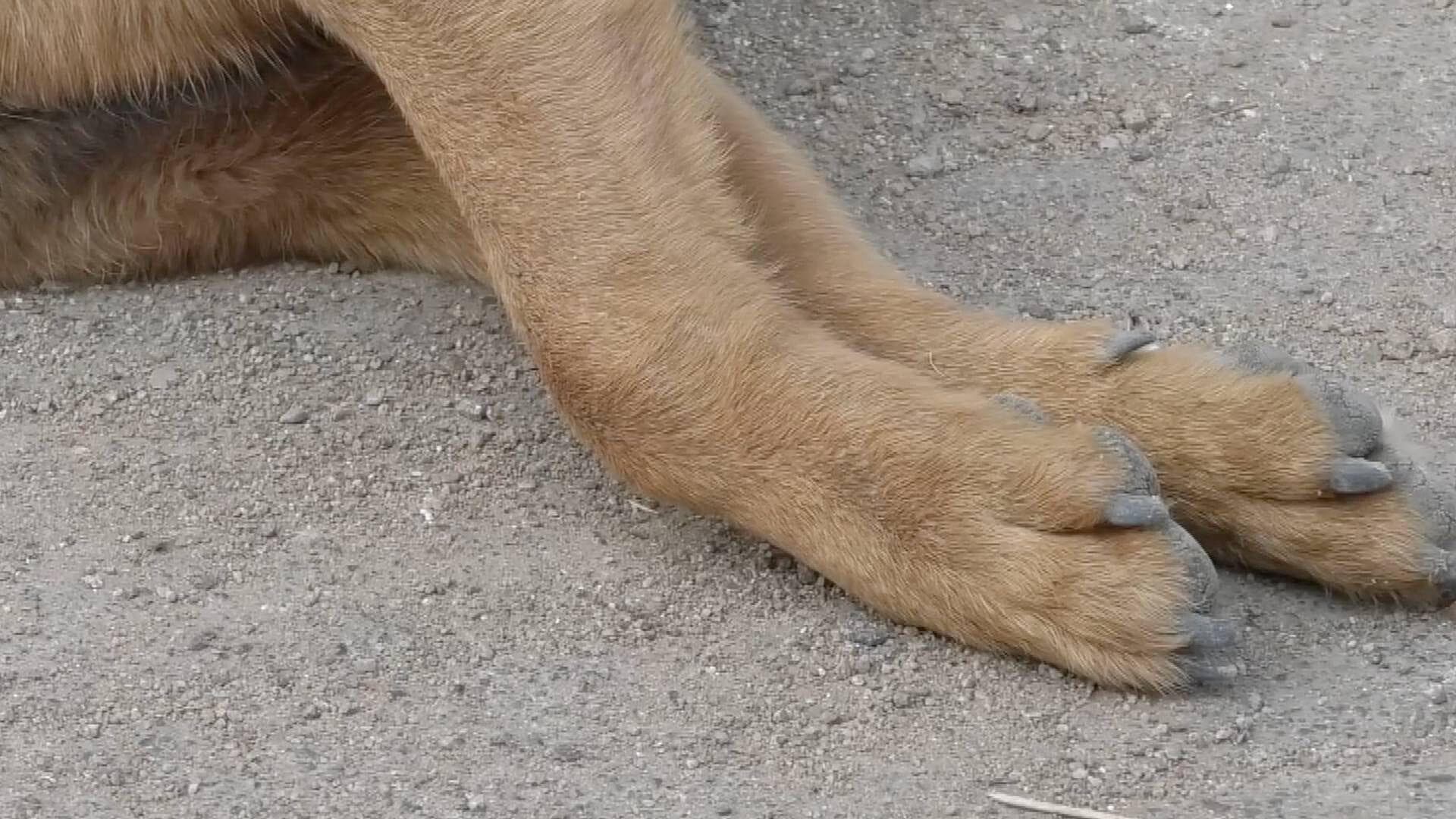 Envenenan en Ojocaliente a Tres Perros del Barrio de Jesús Nazareno