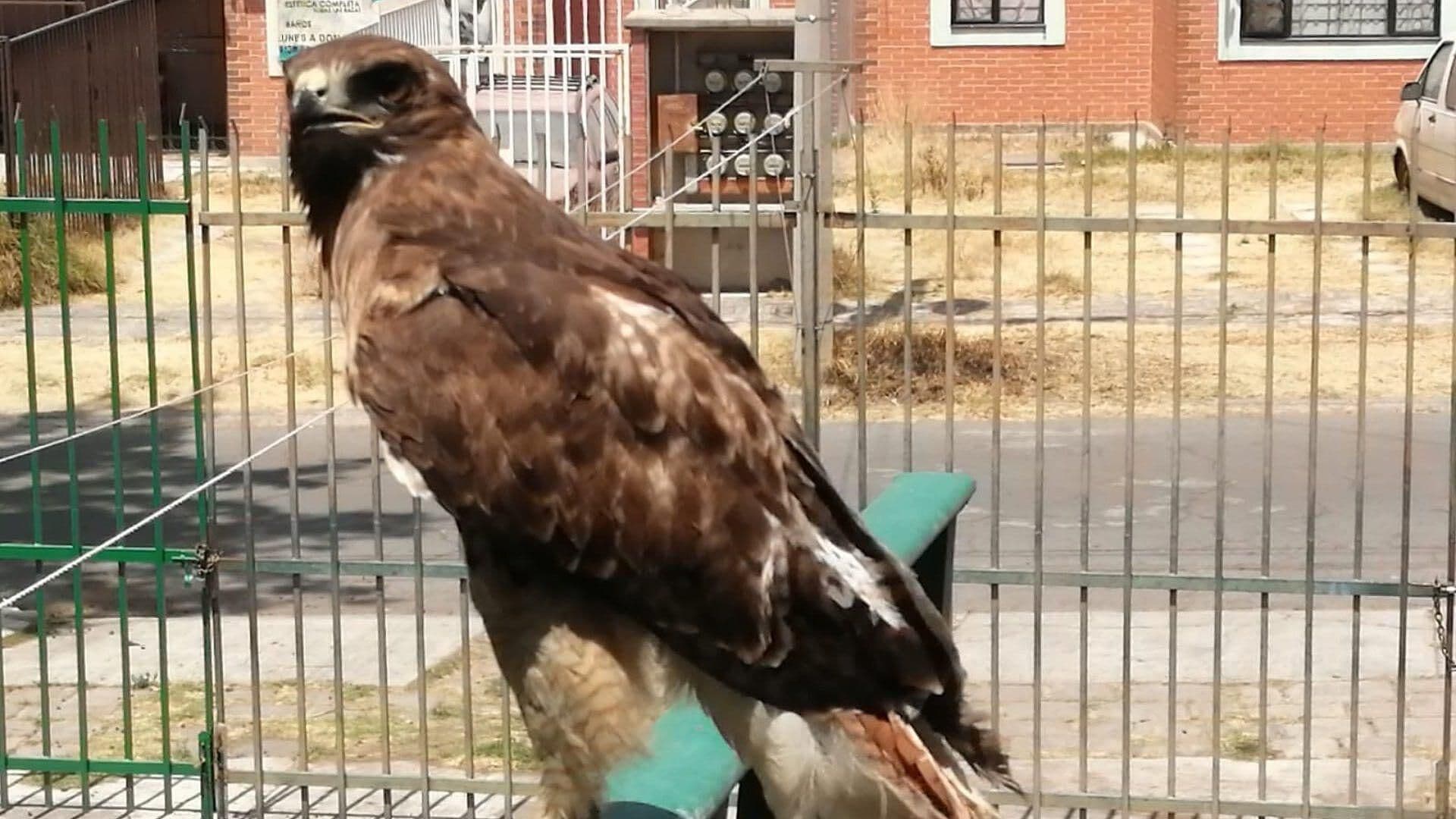 Salvan a Aguililla Amarrada a un Barandal y en Malas Condiciones