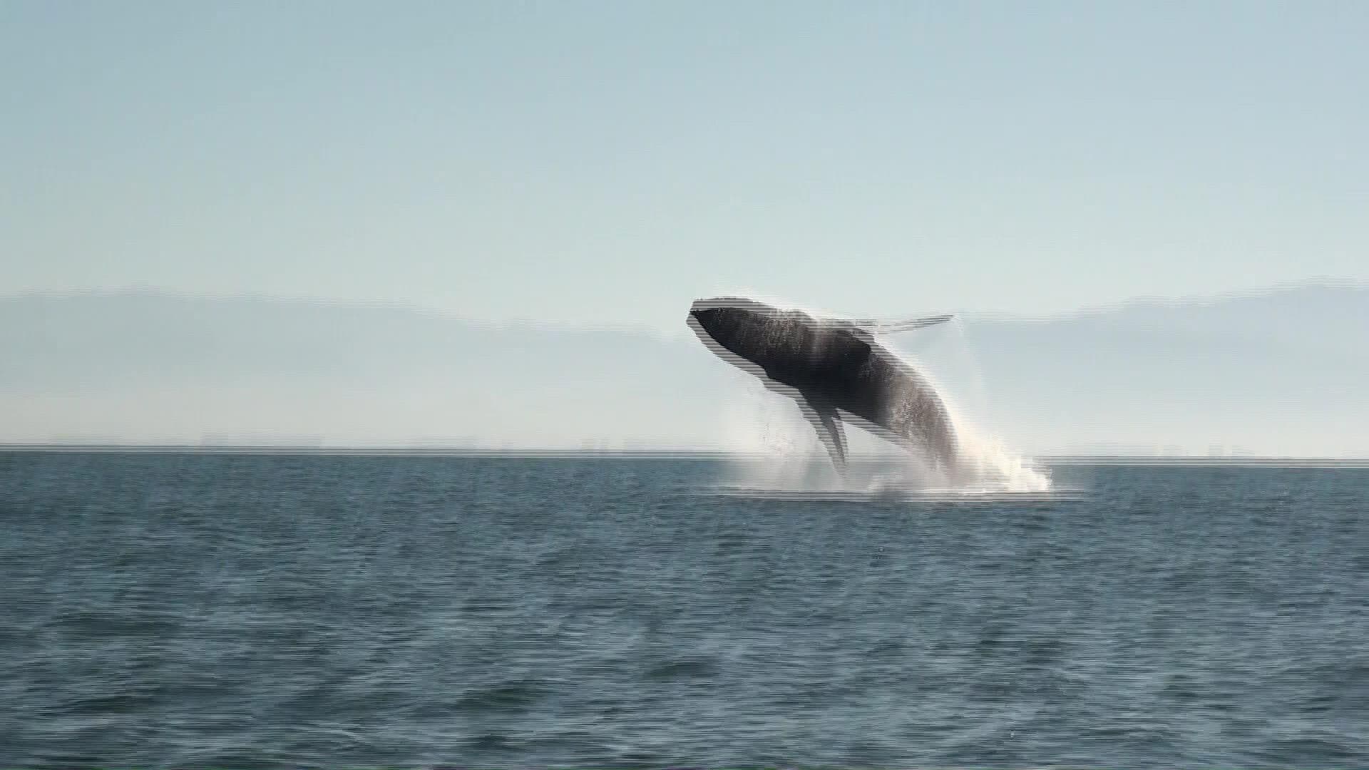 Recientemente, Se Han Avistado un Grupo de Orcas Cerca de Playas de Vallarta