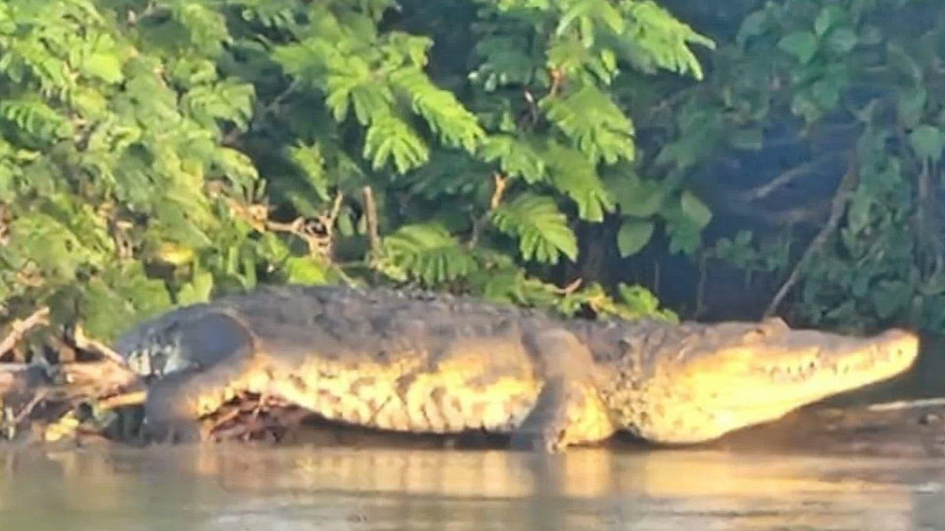 Captan a Impresionante Cocodrilo Tomando el Sol en Playa de Vacas