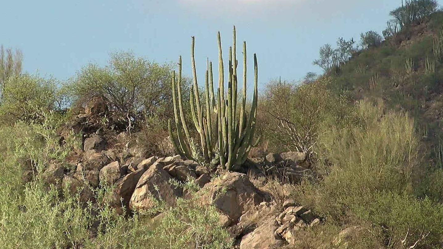 Madres Buscadoras Localizan Osamenta en Carretera a Sahuaripa