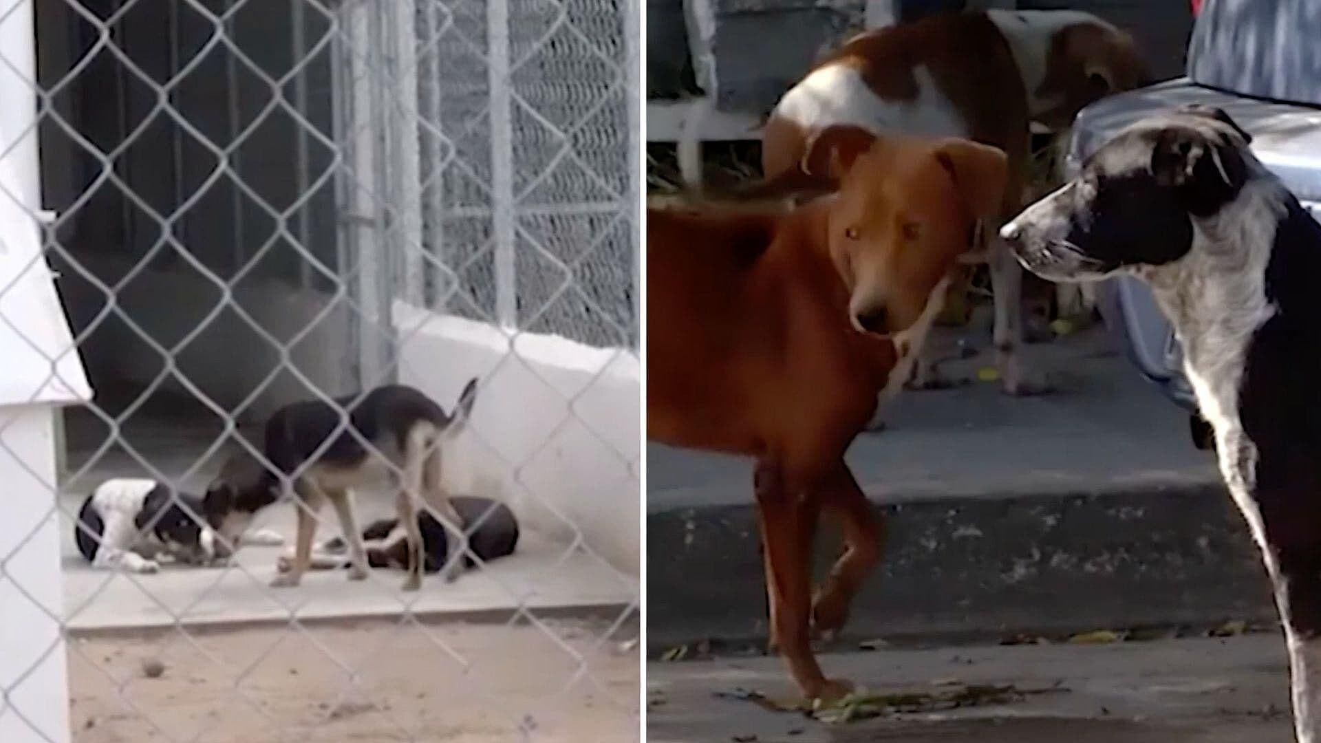 Envenenamiento Masivo de Animales en Izamal