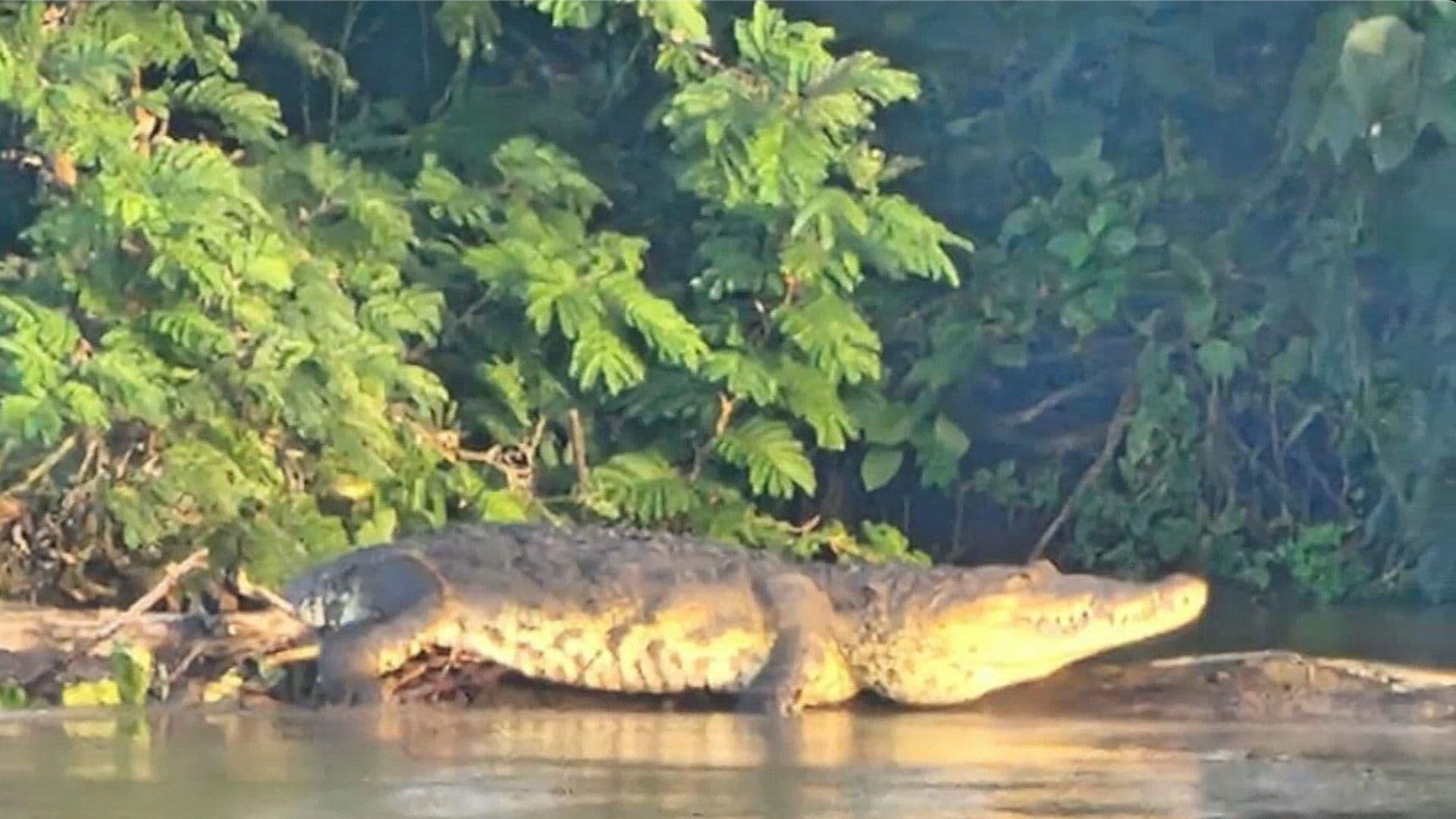 Buscan a Cocodrilo Captado en Playa de Vacas para Reubicarlo