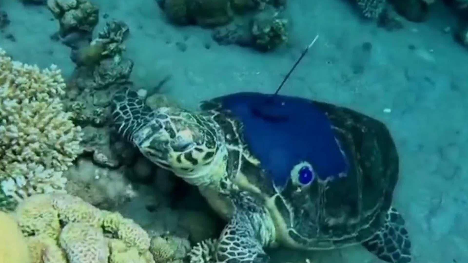 Tortugas Descubren Nuevo Hogar en el Mar Rojo