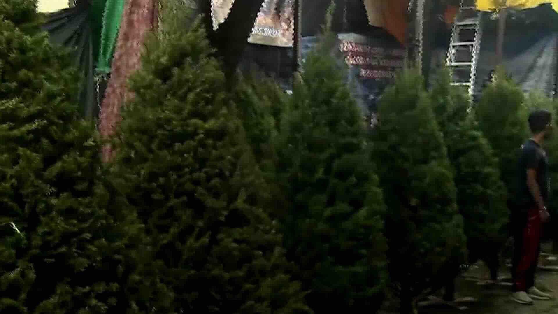 Mercado de Jamaica Mantiene Venta de Árboles y Adornos Navideños Hasta el 24 de Diciembre