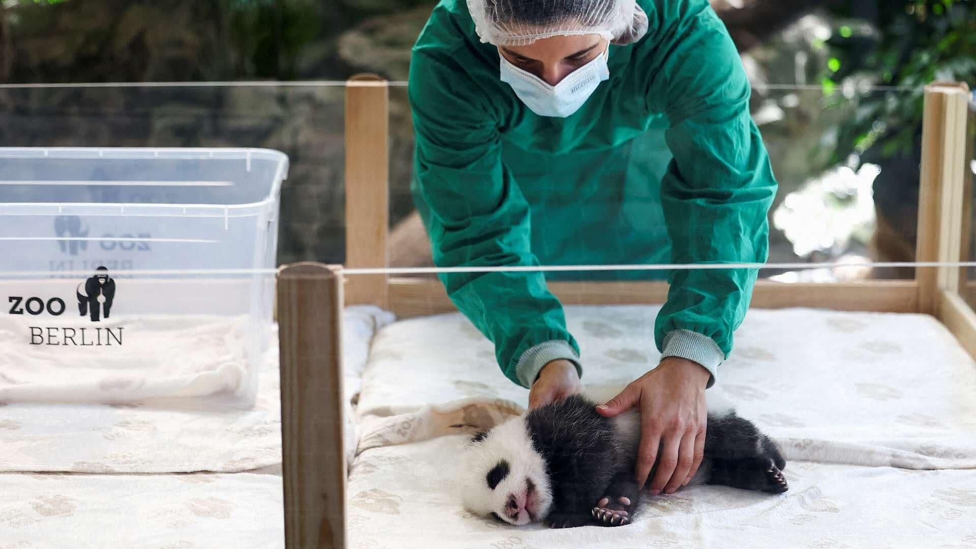 Presentan a Pandas Gemelas, Crías de ‘Meng Meng’, en Zoológico de Berlín