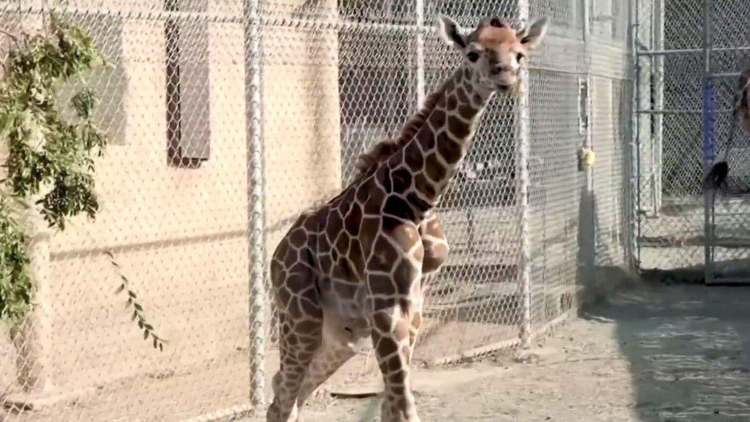 Jirafas Reciben a su Nueva Compañera en Zoológico de Oakland