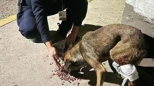 Salvan la Vida de Perrito que Fue Atropellado en Puerta Real