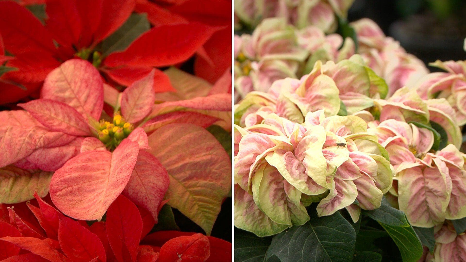 Flor de Nochebuena: Símbolo de Pureza que Adorna la Navidad