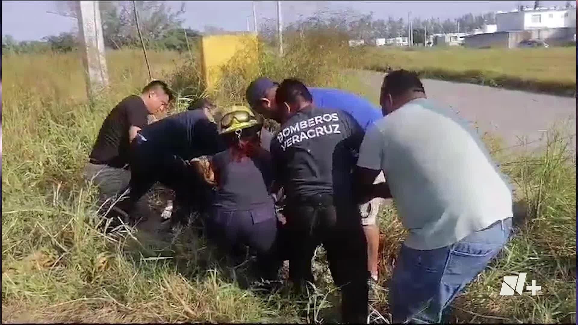 Vaca Cae a Registro Sin Tapa en Residencial del Bosque