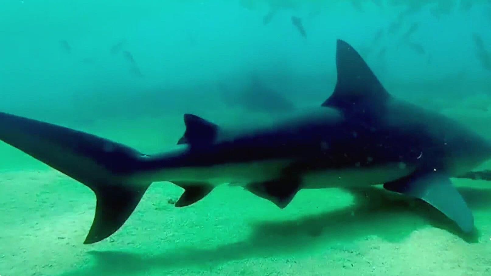 Con Cámara Acuática Rota, Buscan a Tiburón que Mató a María Fernanda