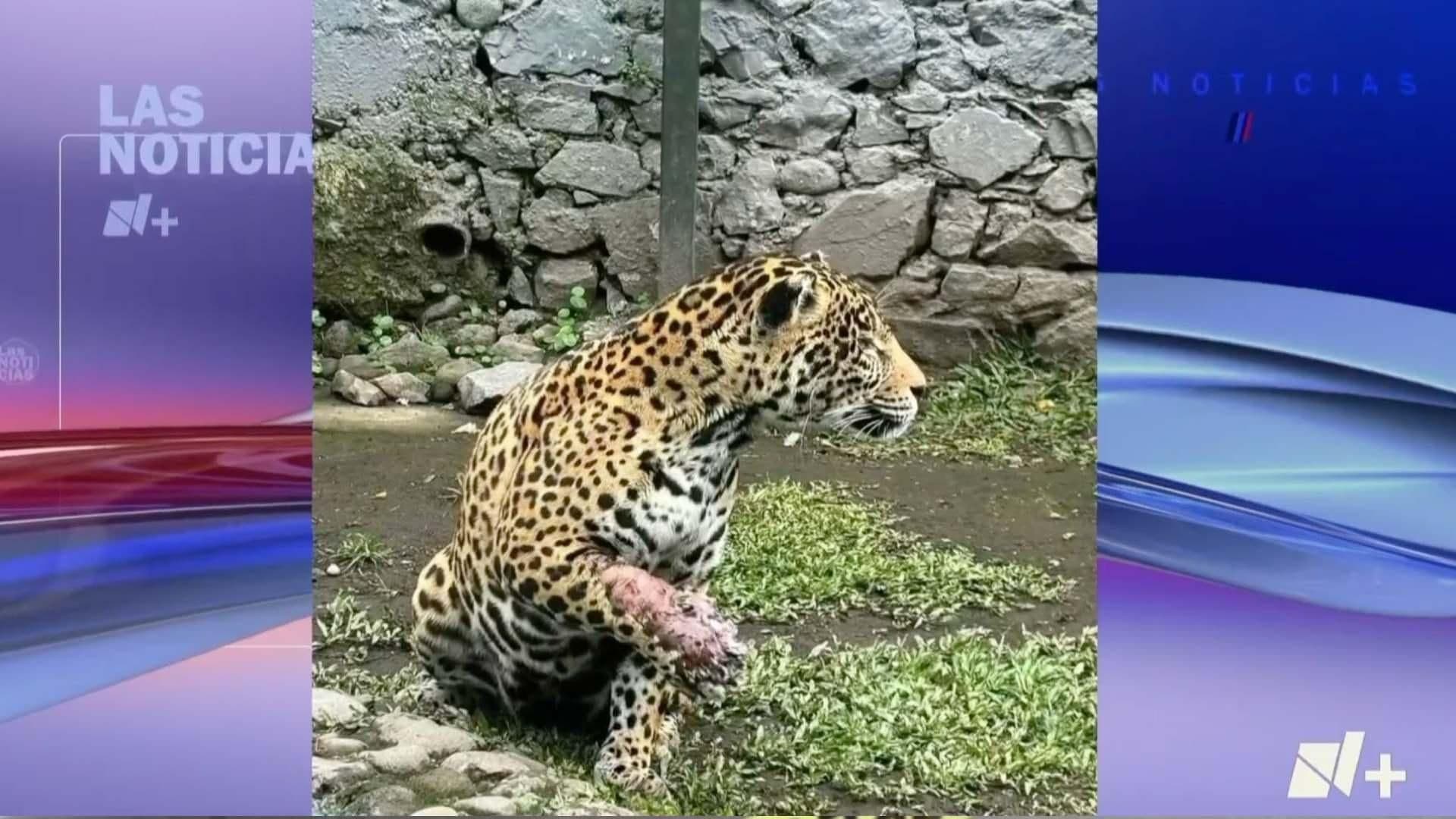 UMA Citlaltépetl Atiende a Jaguar Lesionado