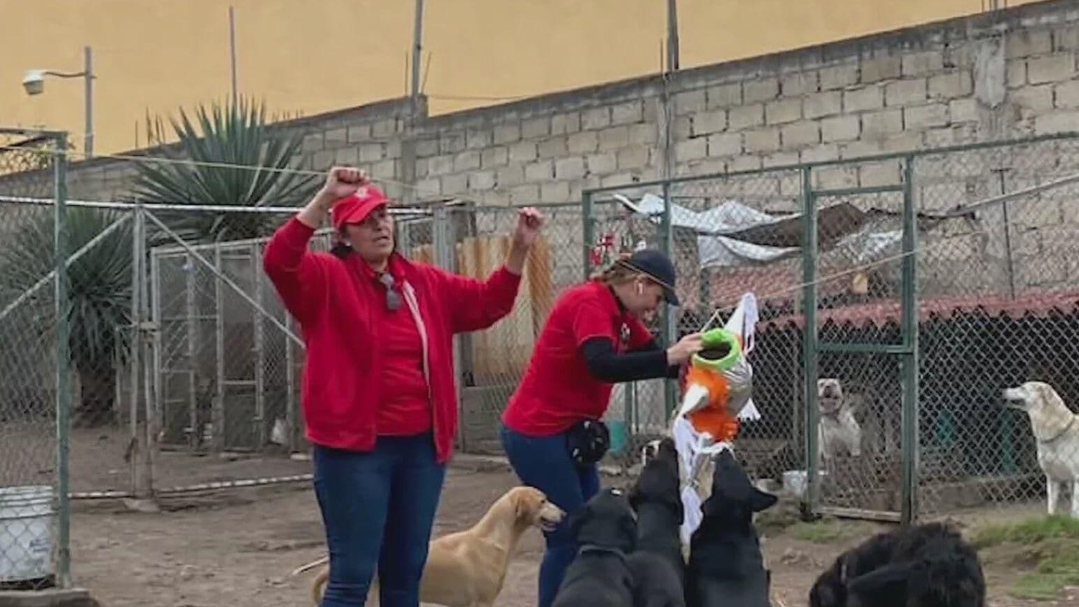 ¡Llévame Contigo! Perritos del Albergue San Gregorio Esperan un Hogar Esta Navidad