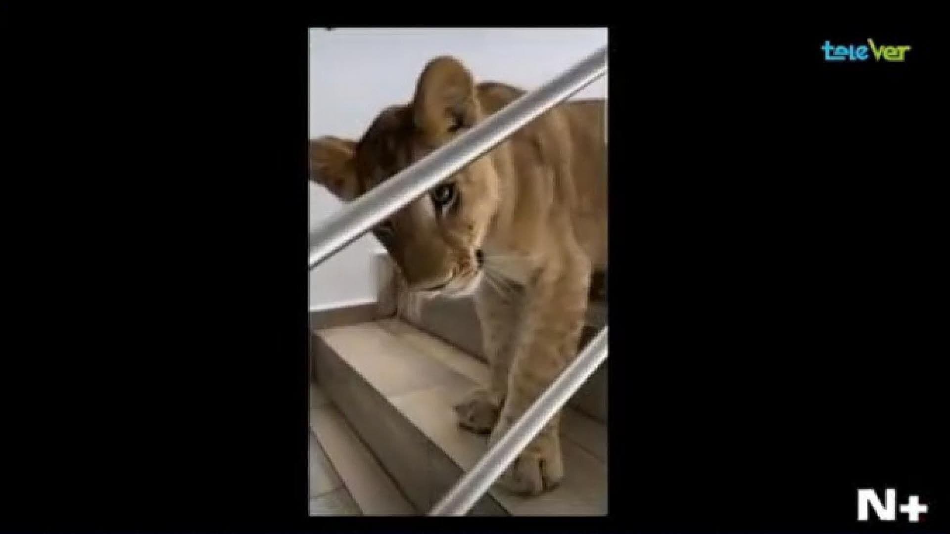 León de la Riviera Veracruzana se Llama Nala y No Come Niños