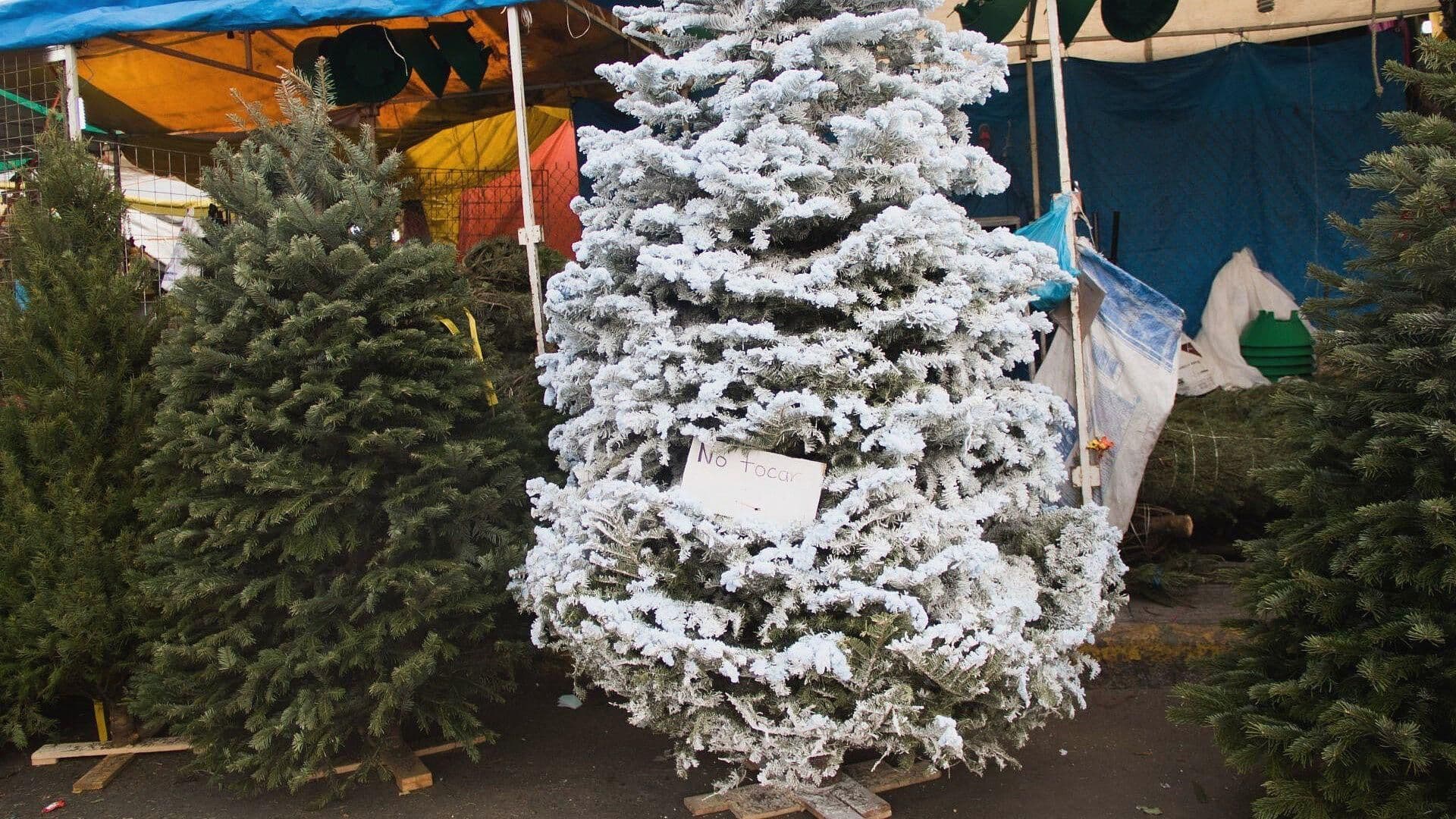 Arranca Venta de Árboles Navideños en el Mercado Jamaica