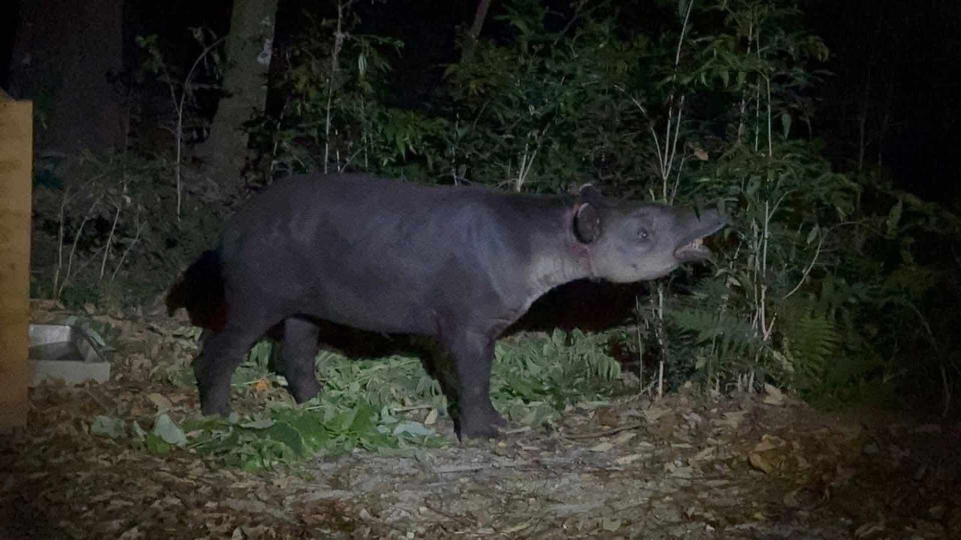 “Panchito”, el Tapir Rescatado en Las Choapas, Veracruz, ya Fue Trasladado a un Zoológico