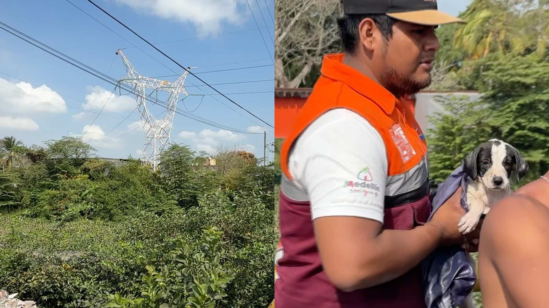 Rescatan a Perro Atrapado Entre Lirio del Arroyo Moreno en Medellín, Veracruz